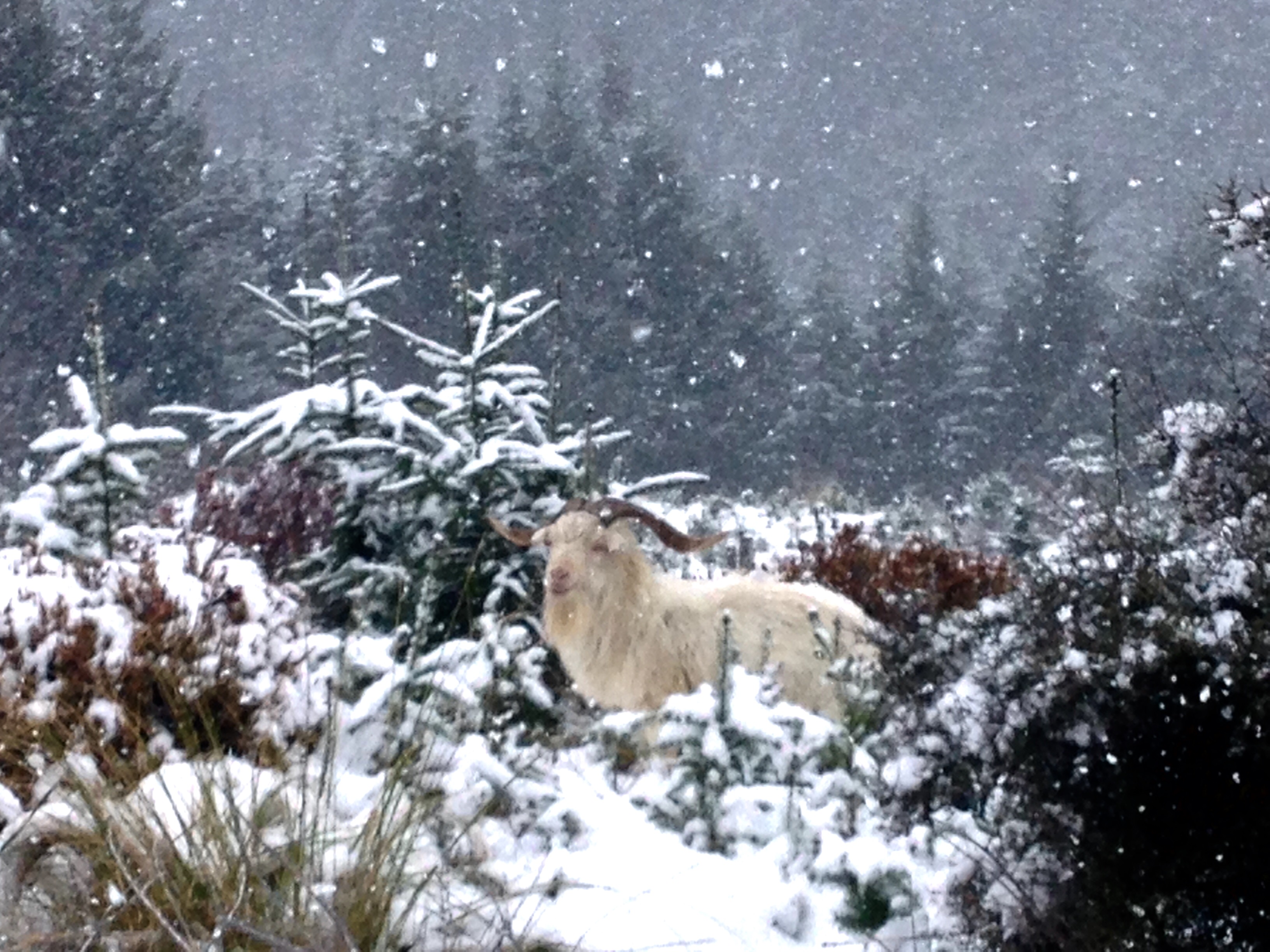 Ben Lomond Track via Old Skyline Road