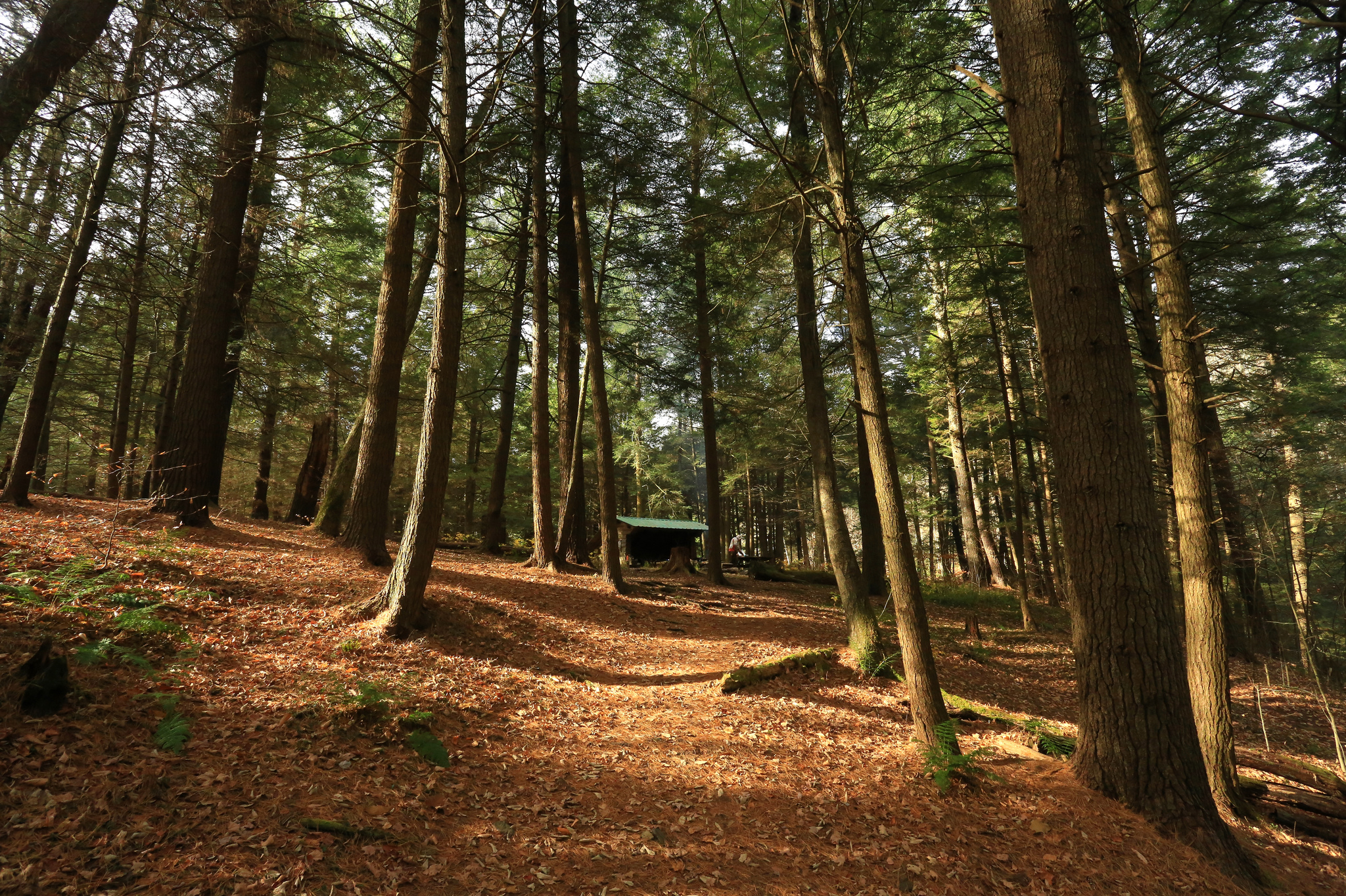 Camp at the Shindagin Hollow Lean-To