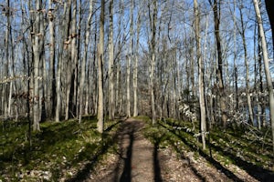 Hike the Swamp Forest Trail