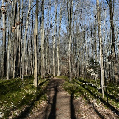 Hike the Swamp Forest Trail