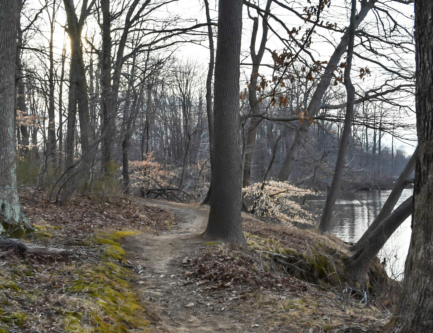 Hike the Swamp Forest Trail