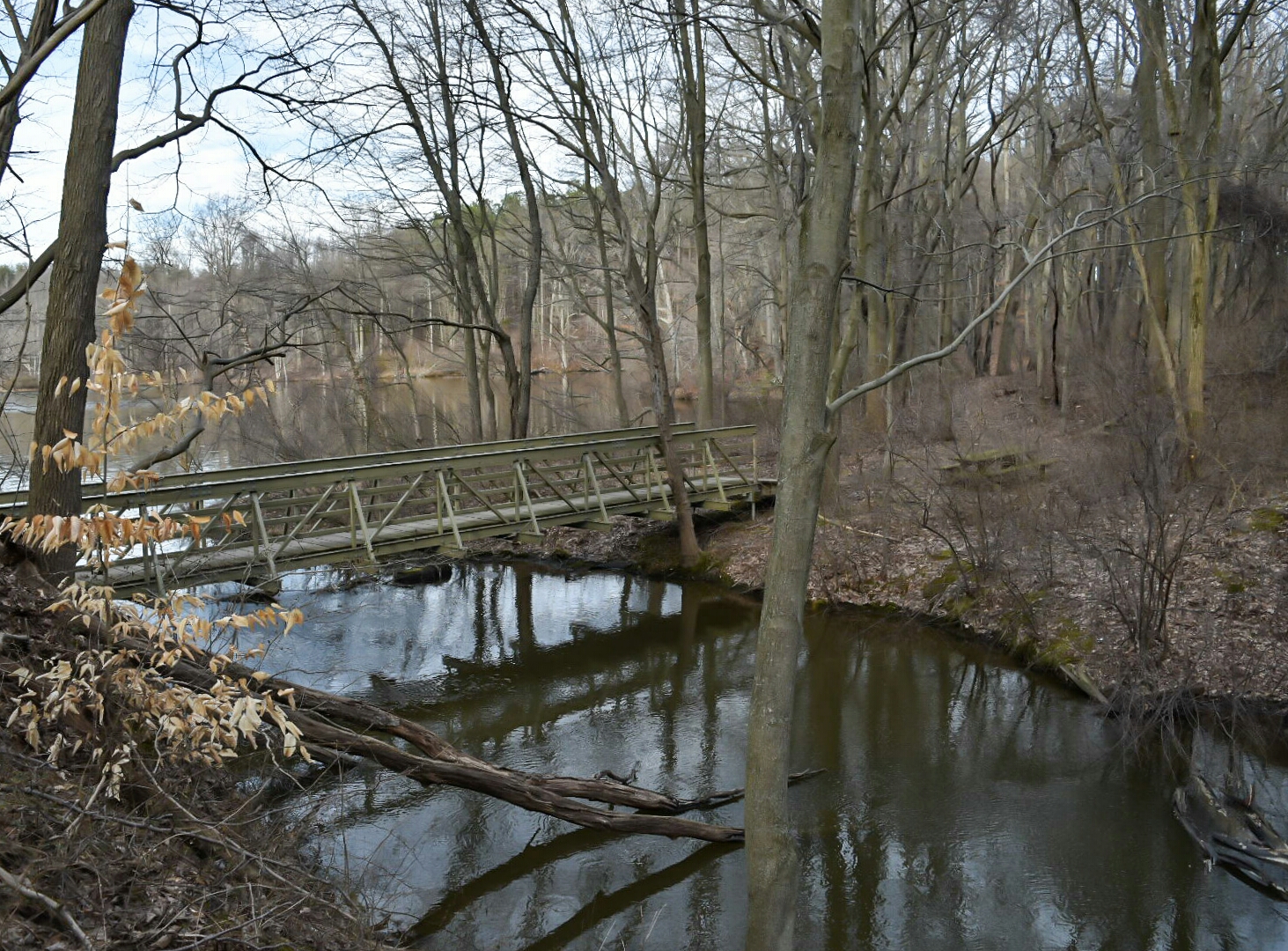 Hike the Swamp Forest Trail