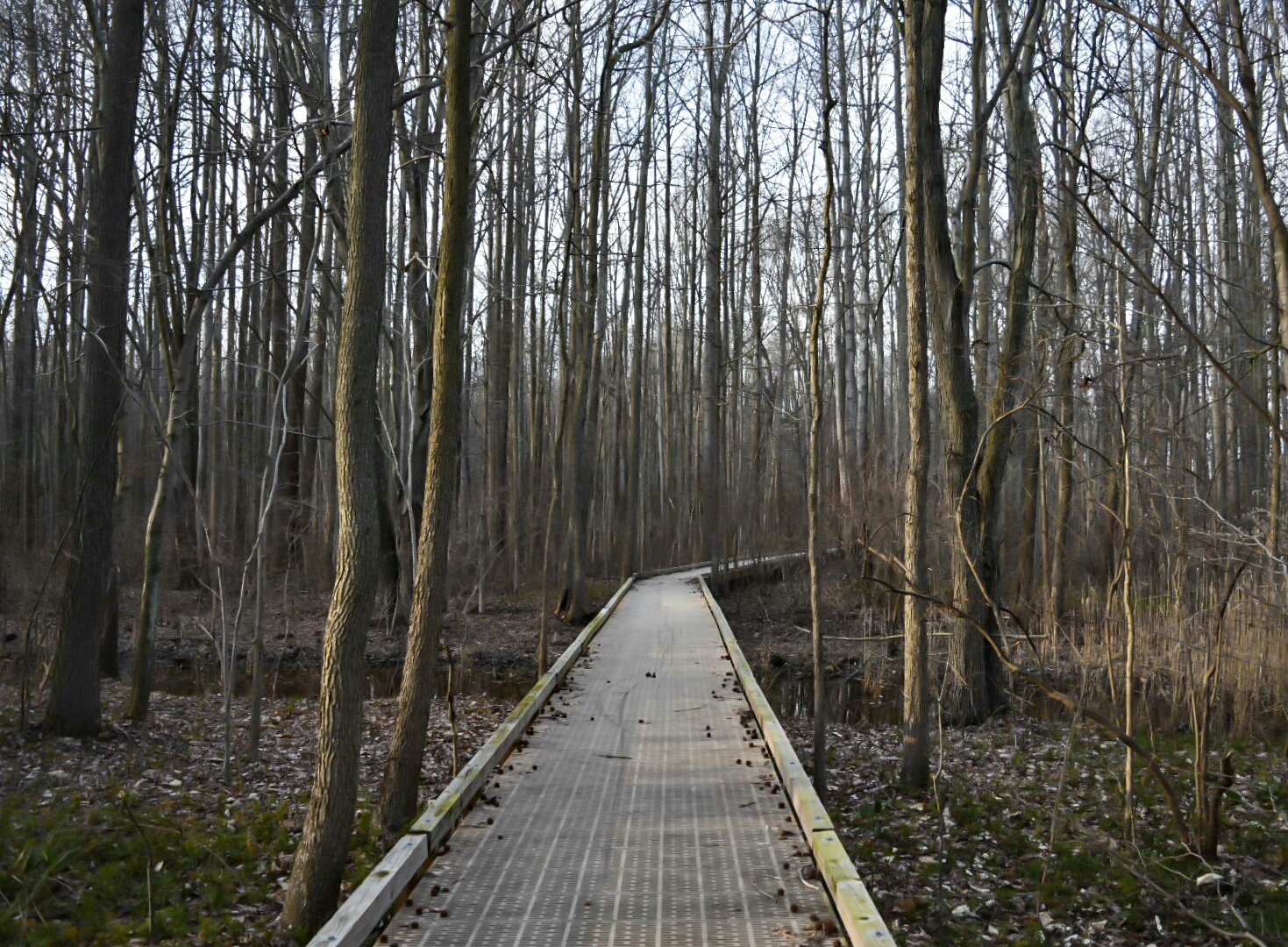 Hike the Swamp Forest Trail
