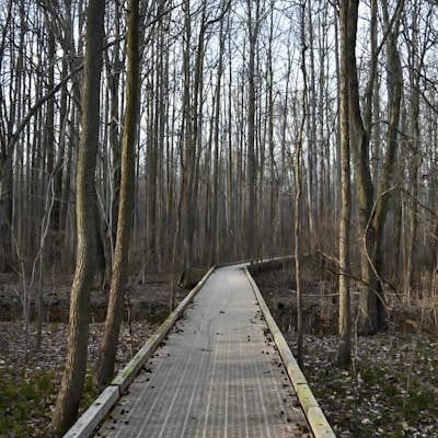 Hike the Swamp Forest Trail