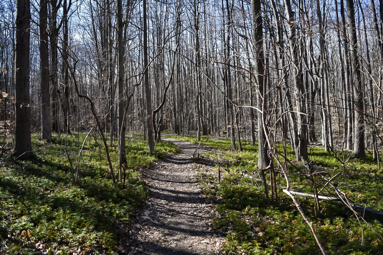 Hike the Swamp Forest Trail