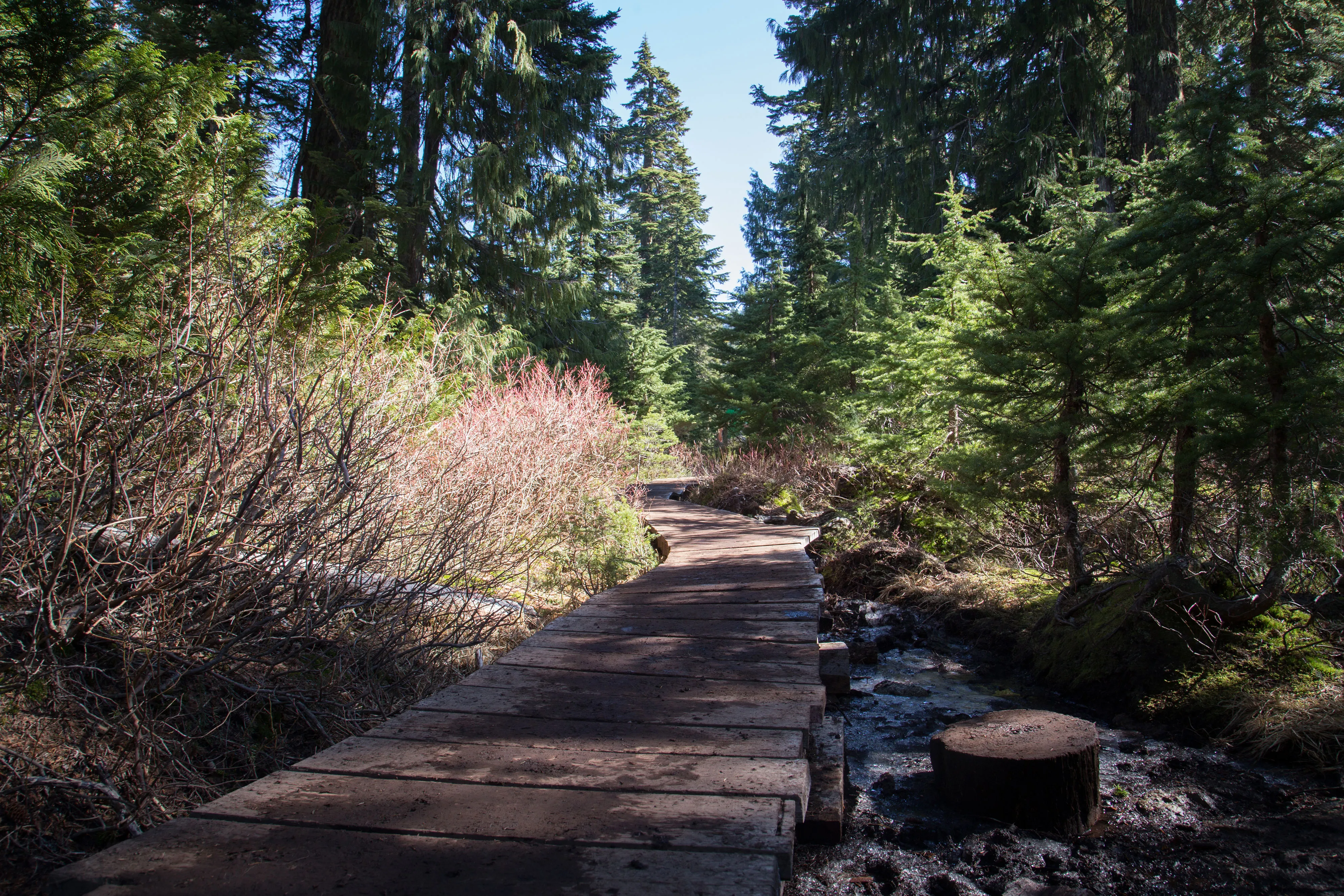 Hike Dog Mountain, BC