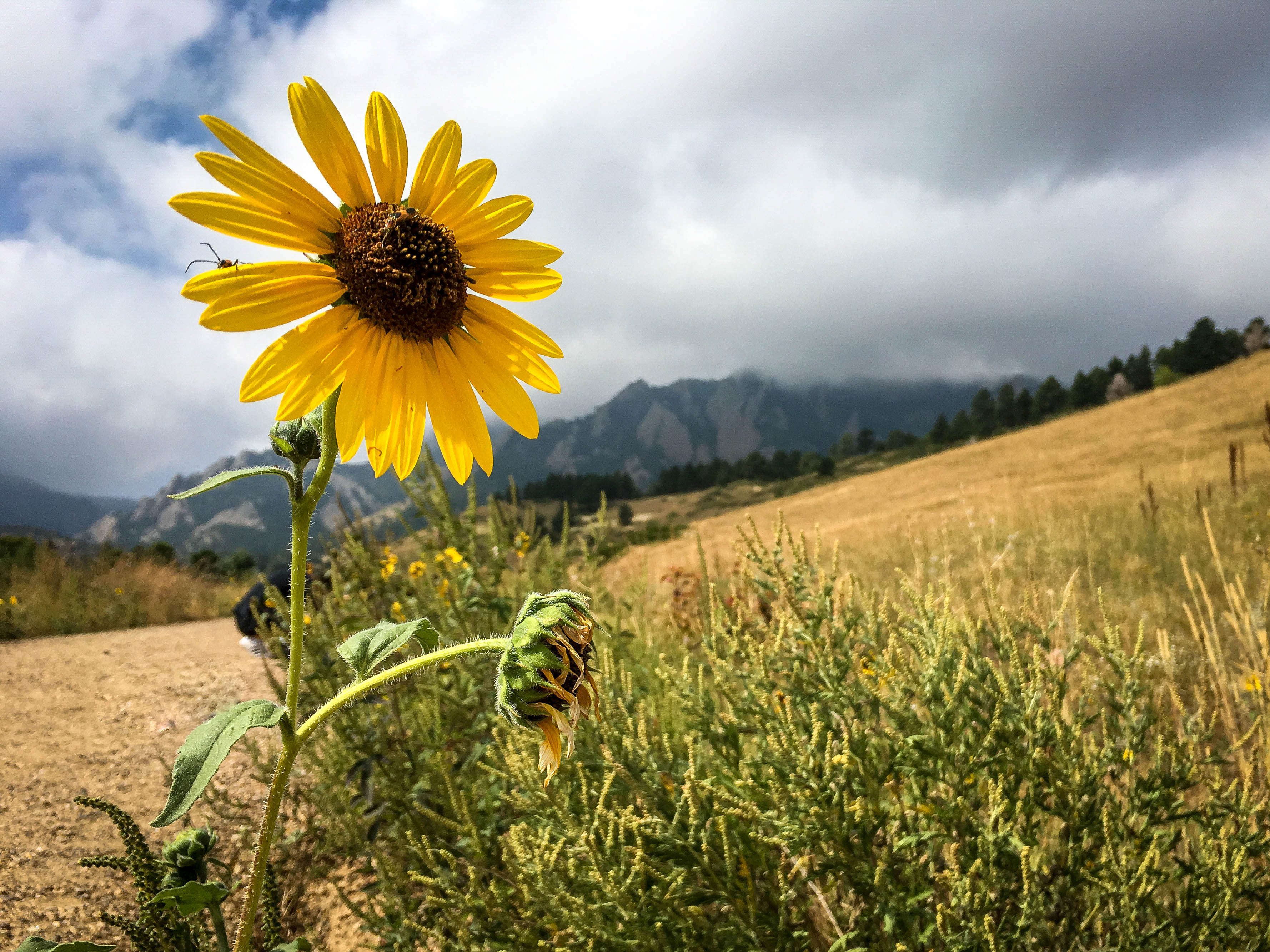 Hike the Enchanted Mesa Trail