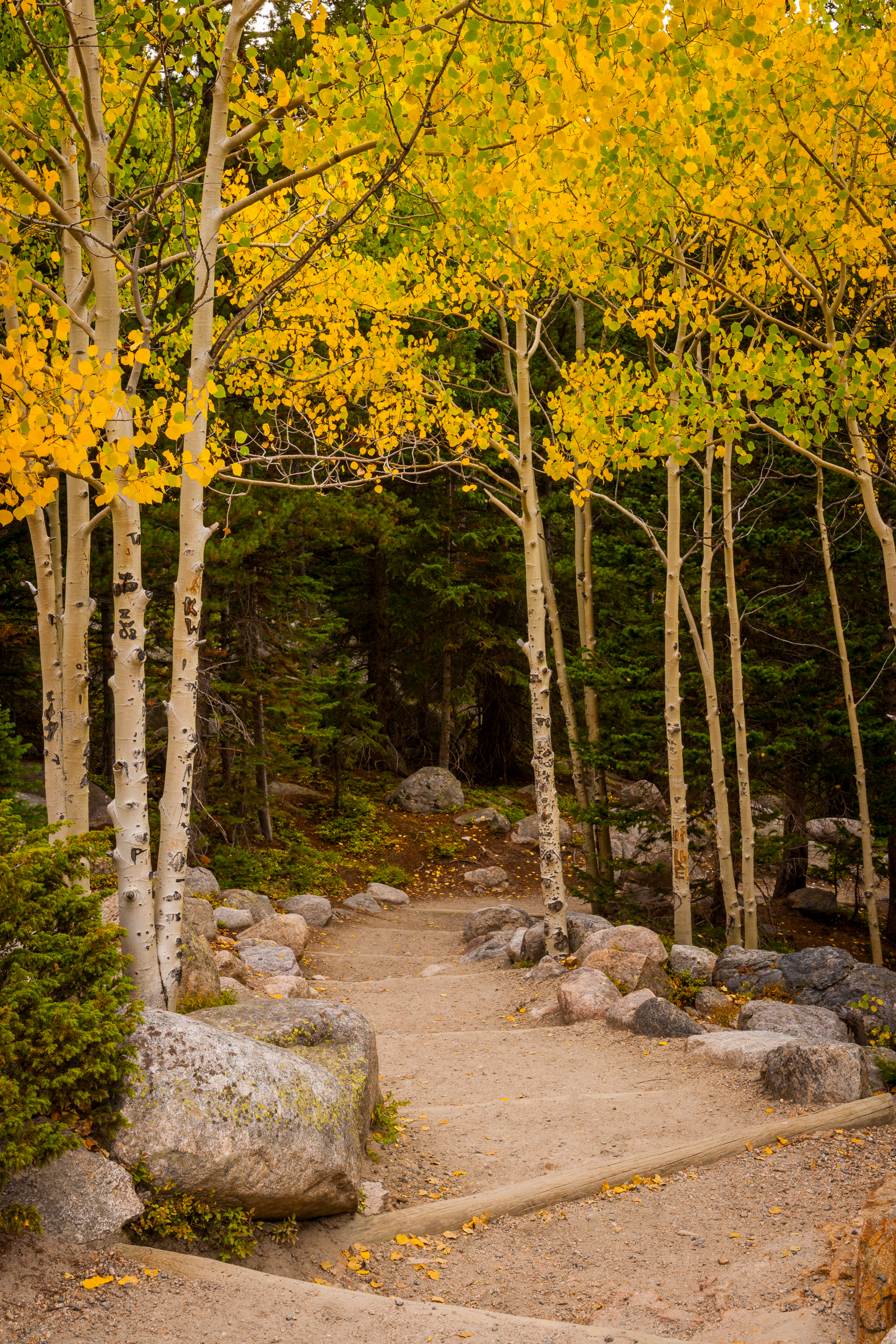 Alberta Falls Trail