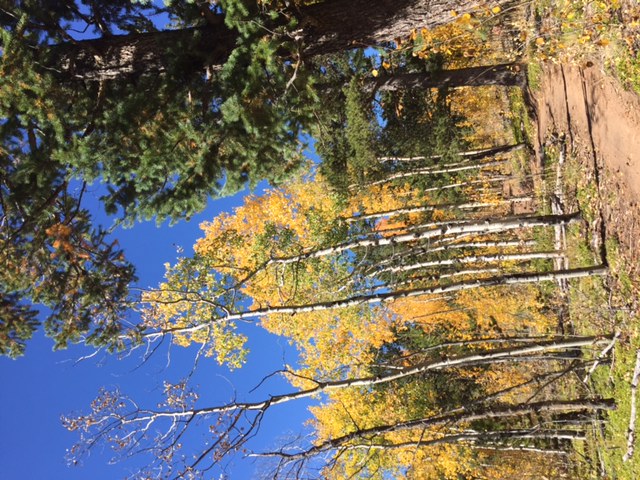 Elk Falls Loop