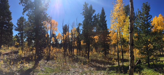 Elk Falls Loop