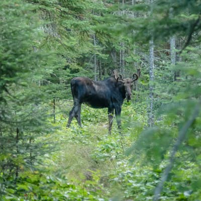 Backpack 5 Nights on the East Side of Isle Royale