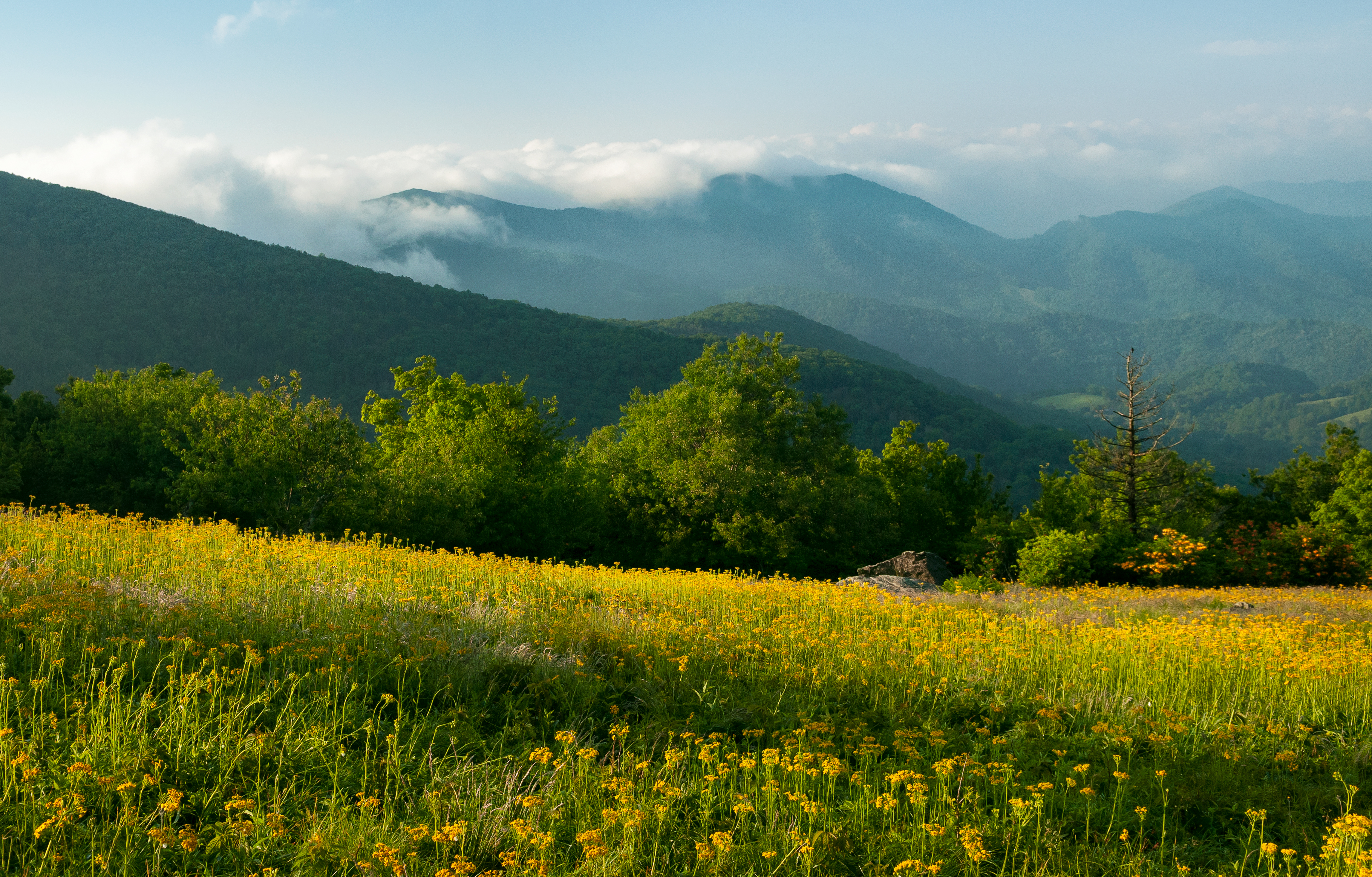 Jane Bald via Appalachian Trail