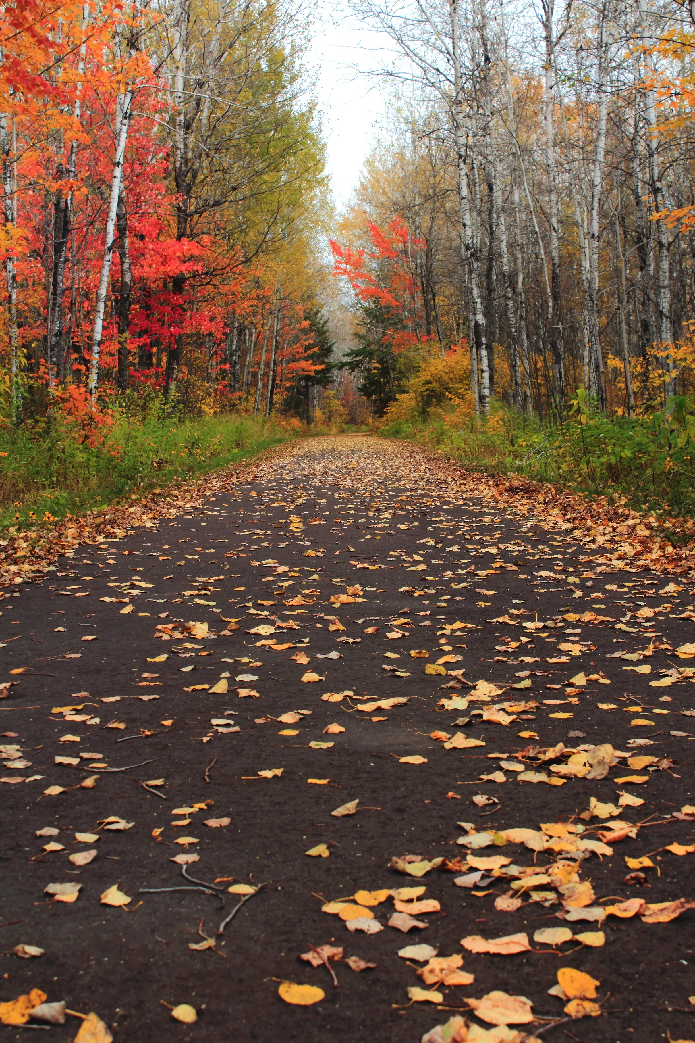 Hike the Carlton Trail at Jay Cooke State Park