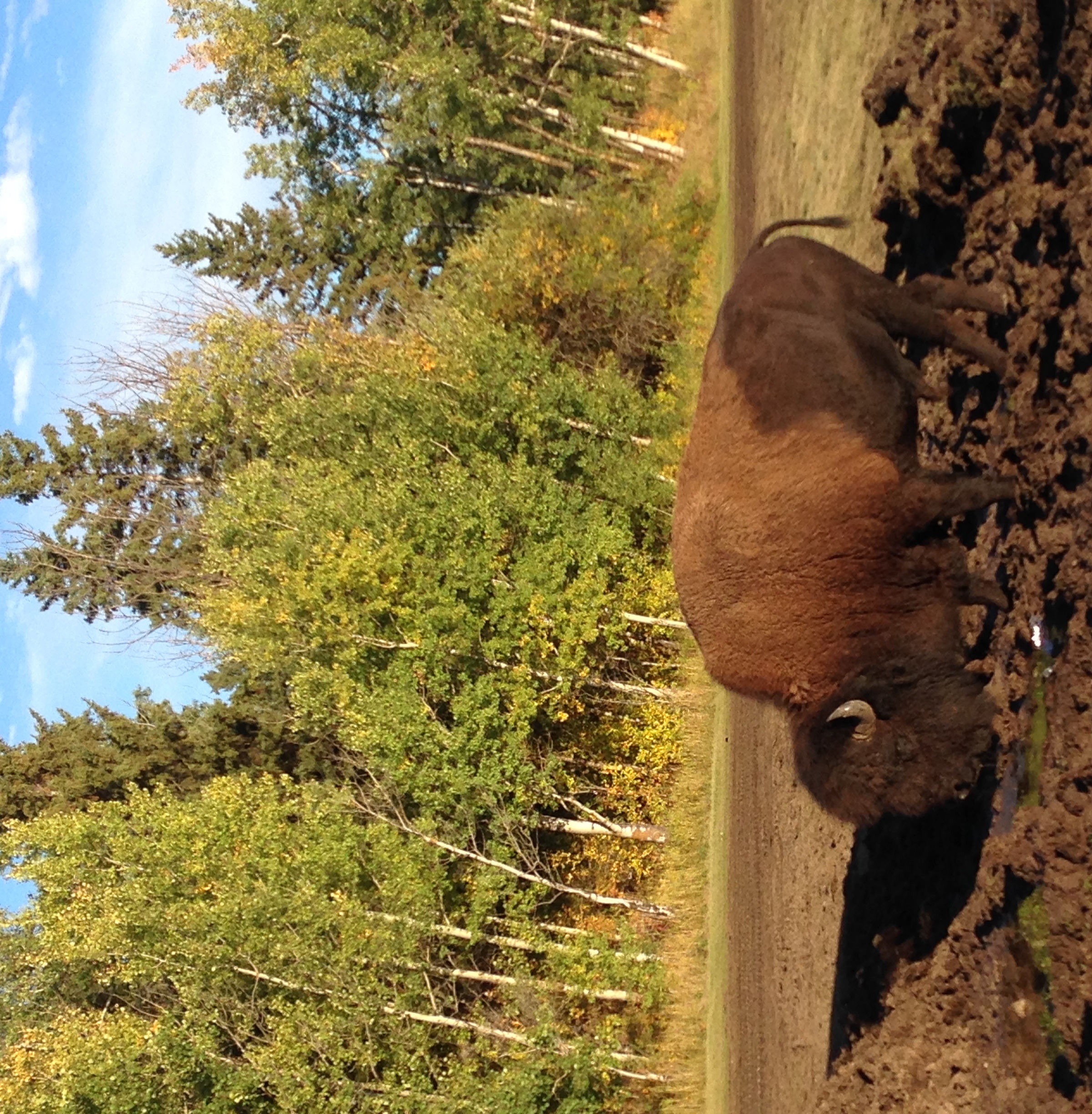 Bike Elk Island's Moss Lake Trail
