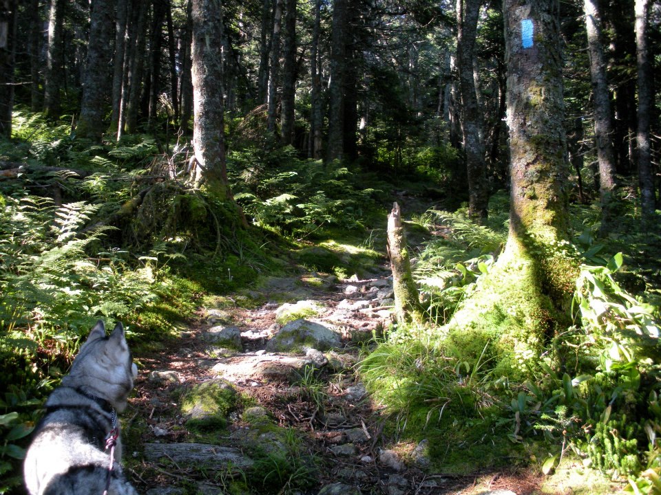 Hike to Killington Peak