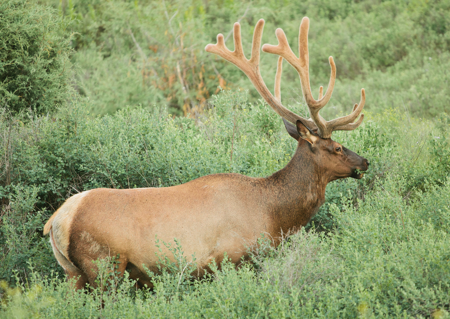 Photograph The National Bison Range