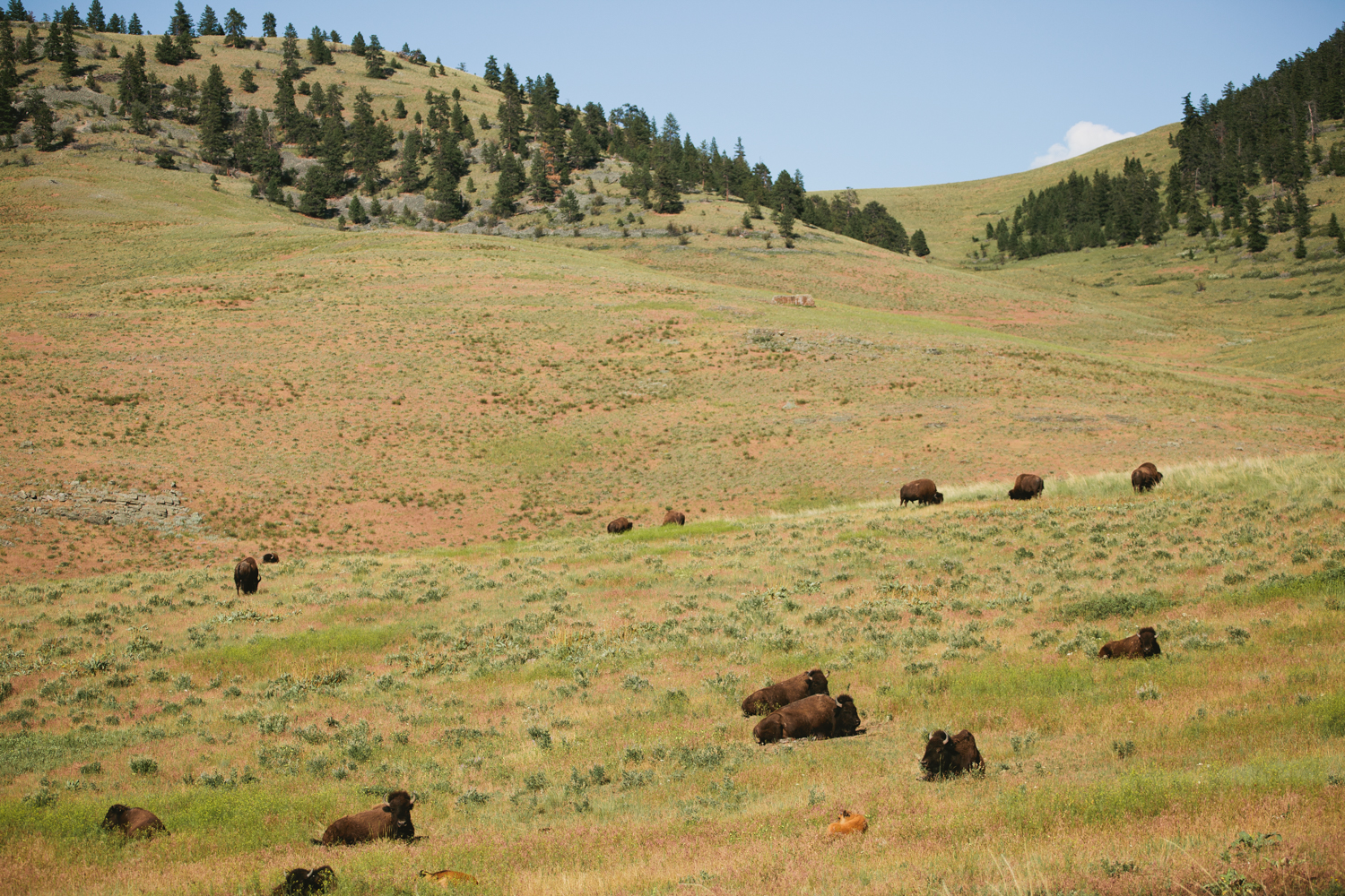 Photograph The National Bison Range