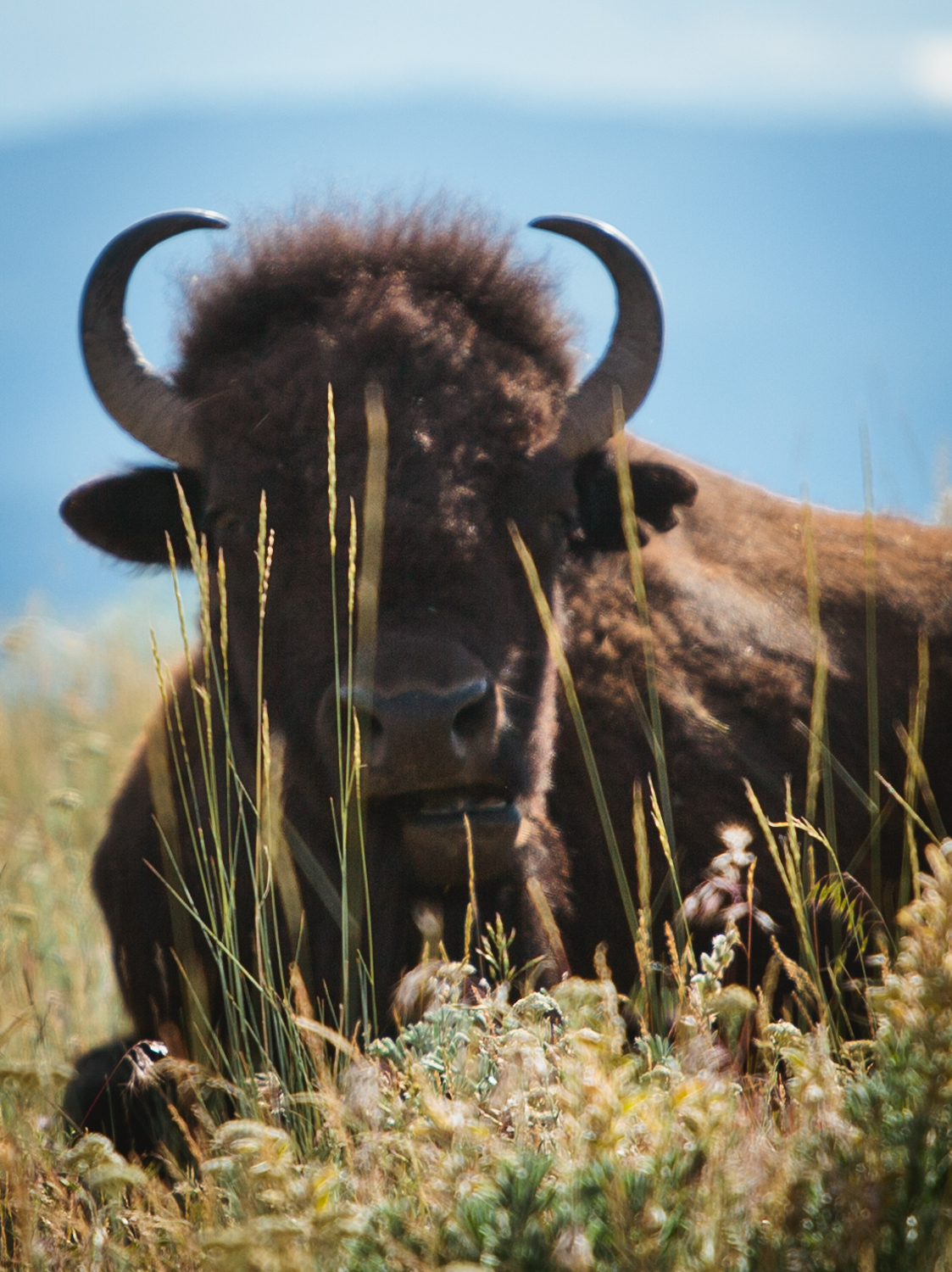 Photograph The National Bison Range