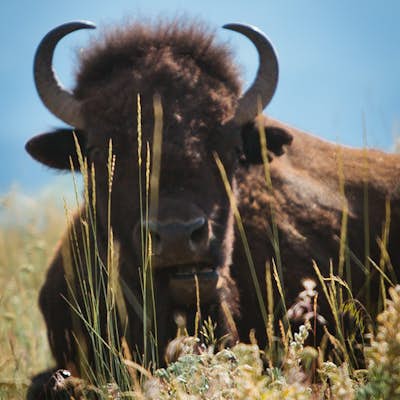 Photograph The National Bison Range