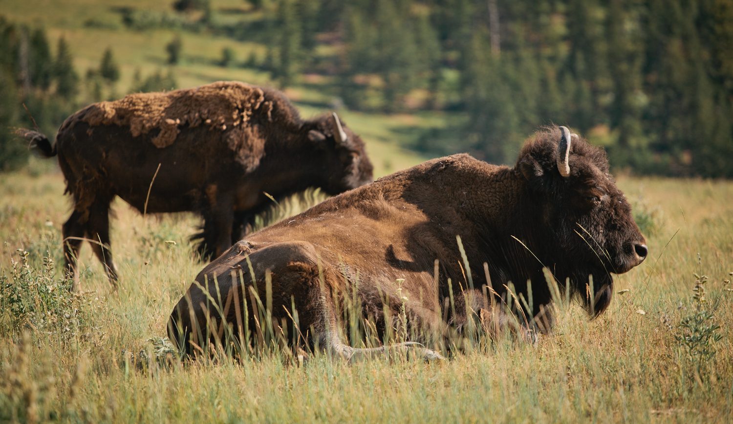 Photograph The National Bison Range