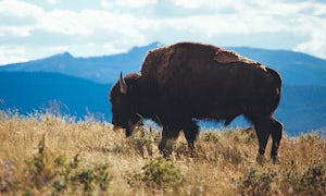 Photograph The National Bison Range