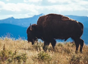 Photograph The National Bison Range