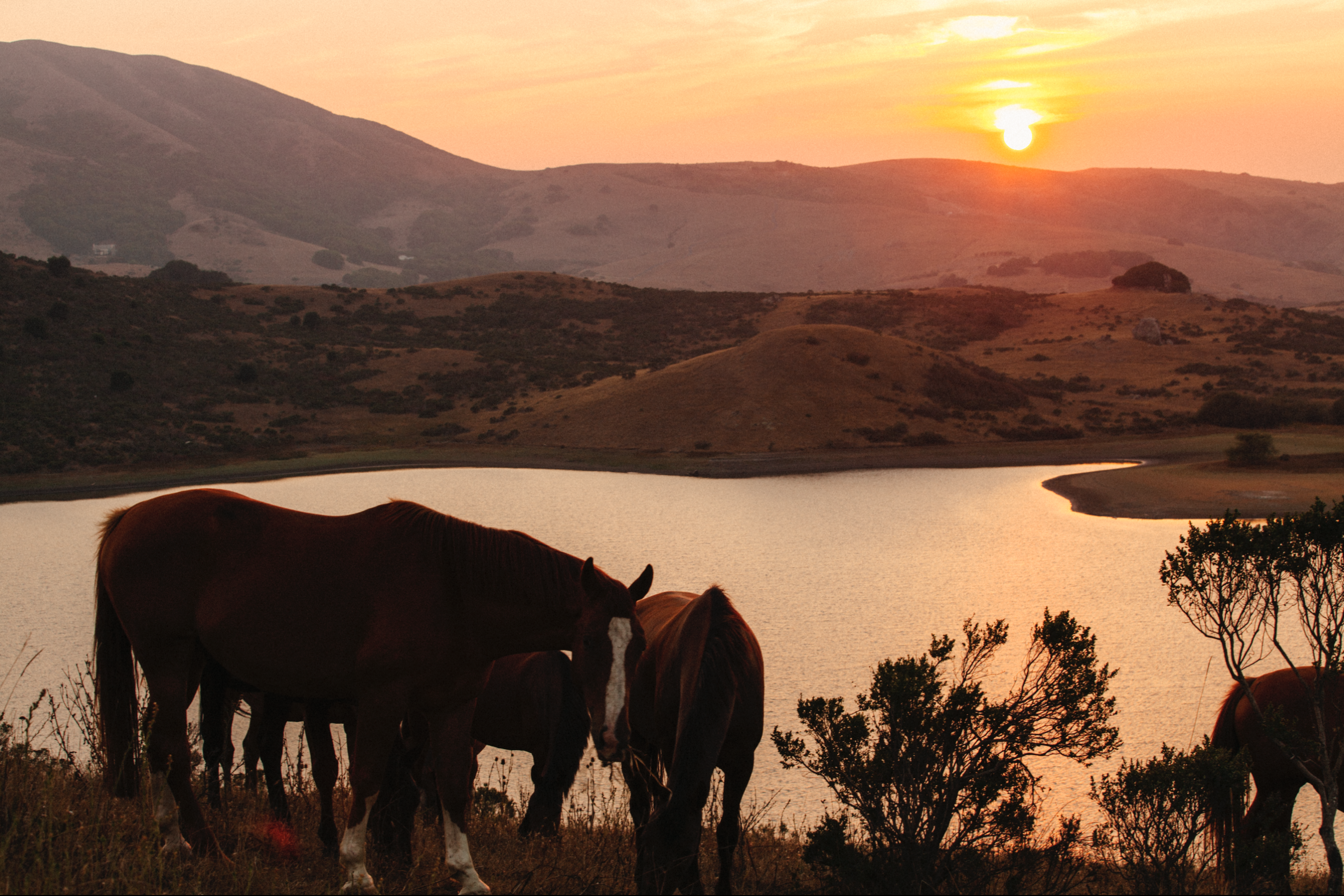Nicasio Reservoir 