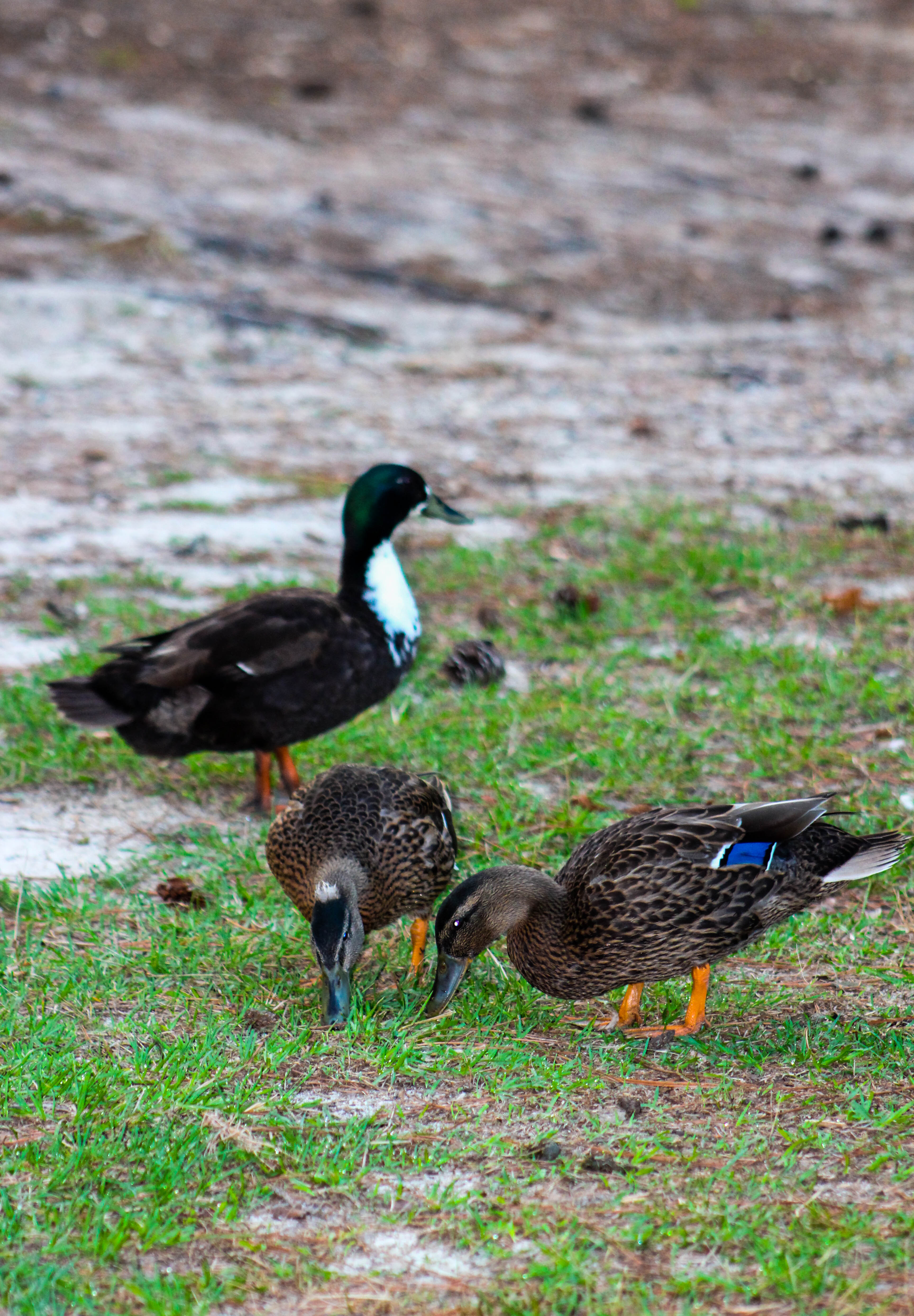 Explore Gibson Pond Park
