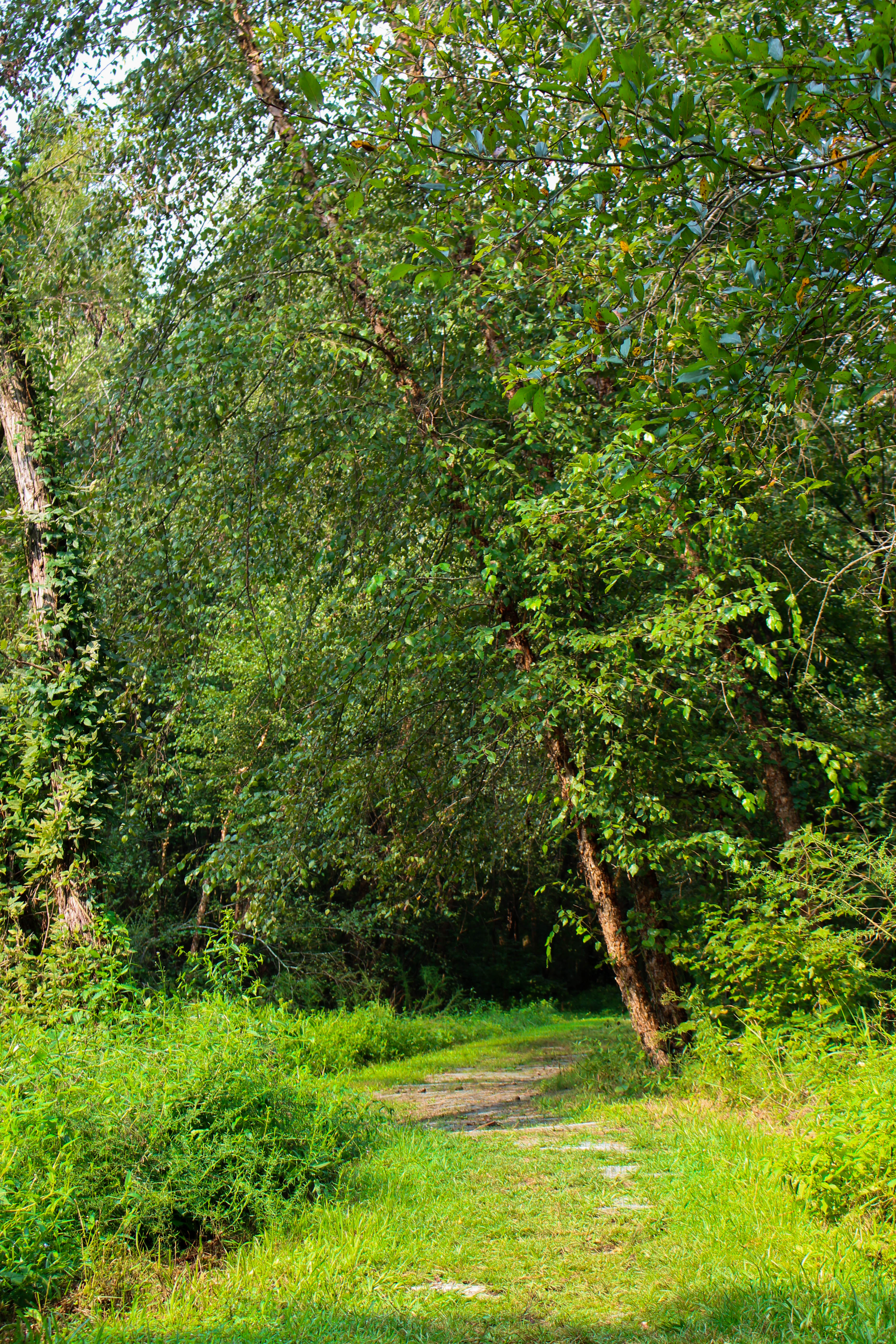 Hike the Fourteen Mile Creek Trail