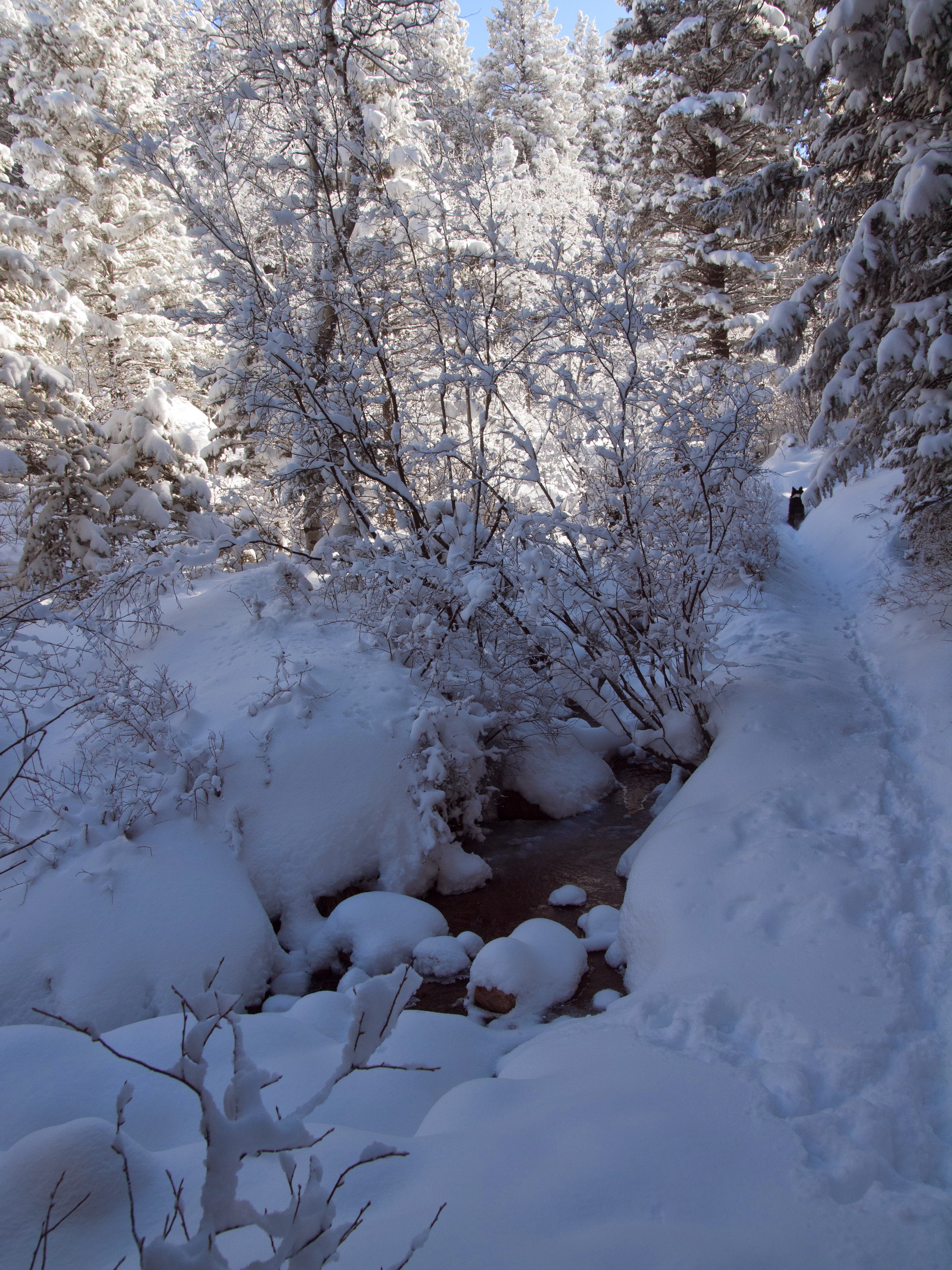 Snowshoe to St. Mary's Falls