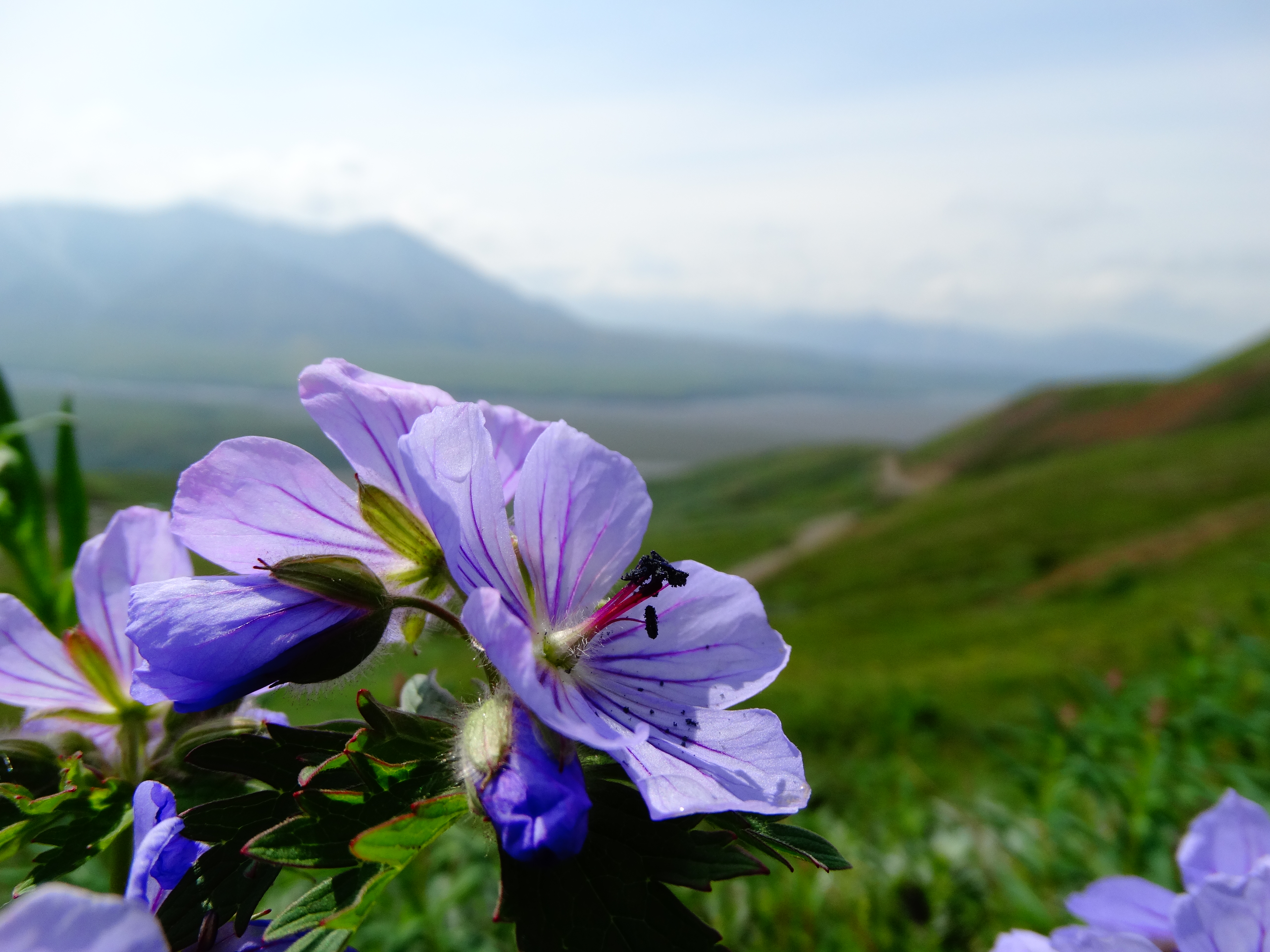 Hike the Eielson Alpine Trail, Denali NP