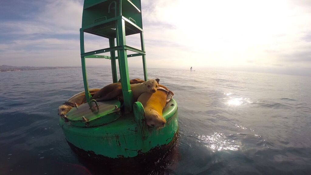 Stand Up Paddle Dana Point Harbor