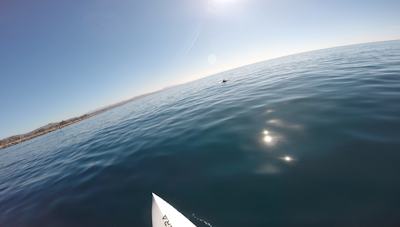 Stand Up Paddle Dana Point Harbor