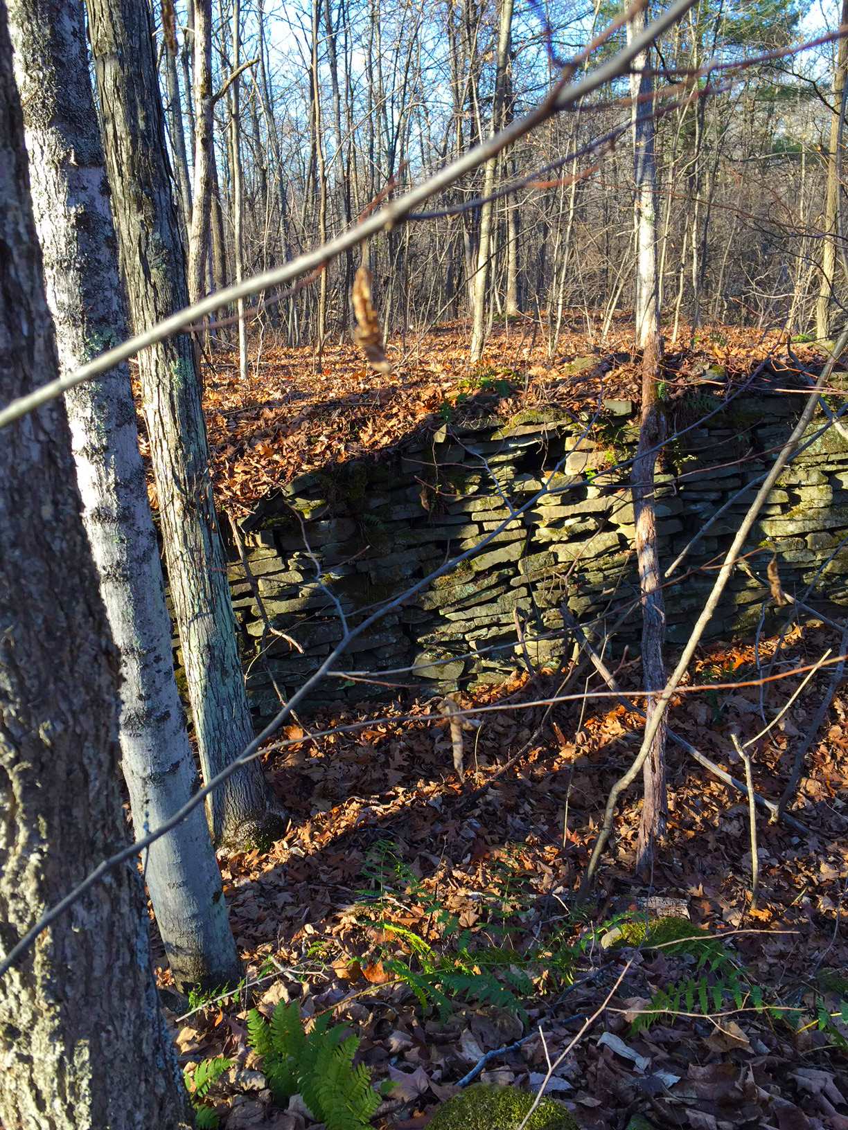 Wolf Creek Falls Preserve White Trail Loop