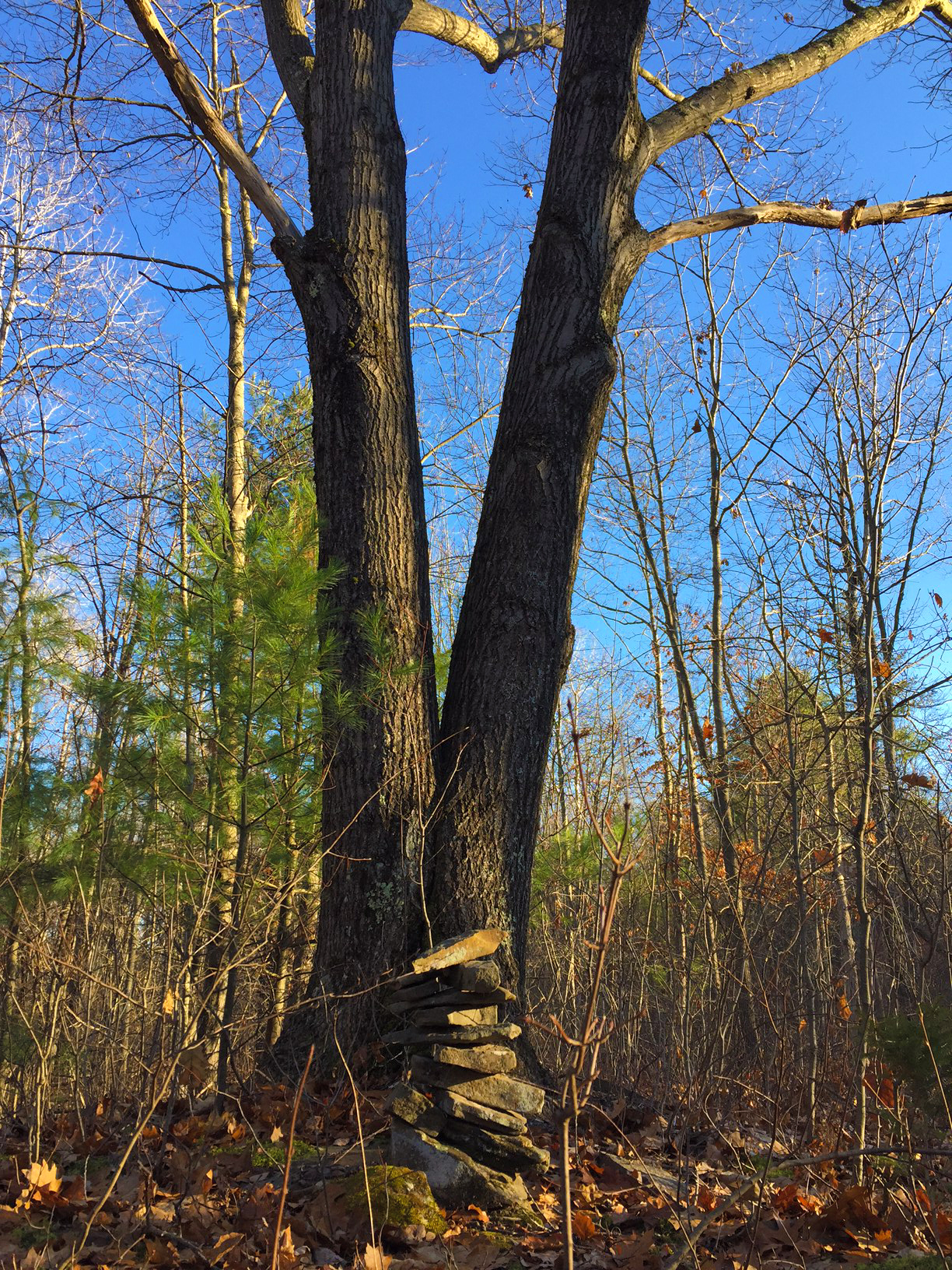 Wolf Creek Falls Preserve White Trail Loop
