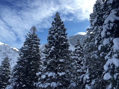 Snowshoeing in Neff's Canyon