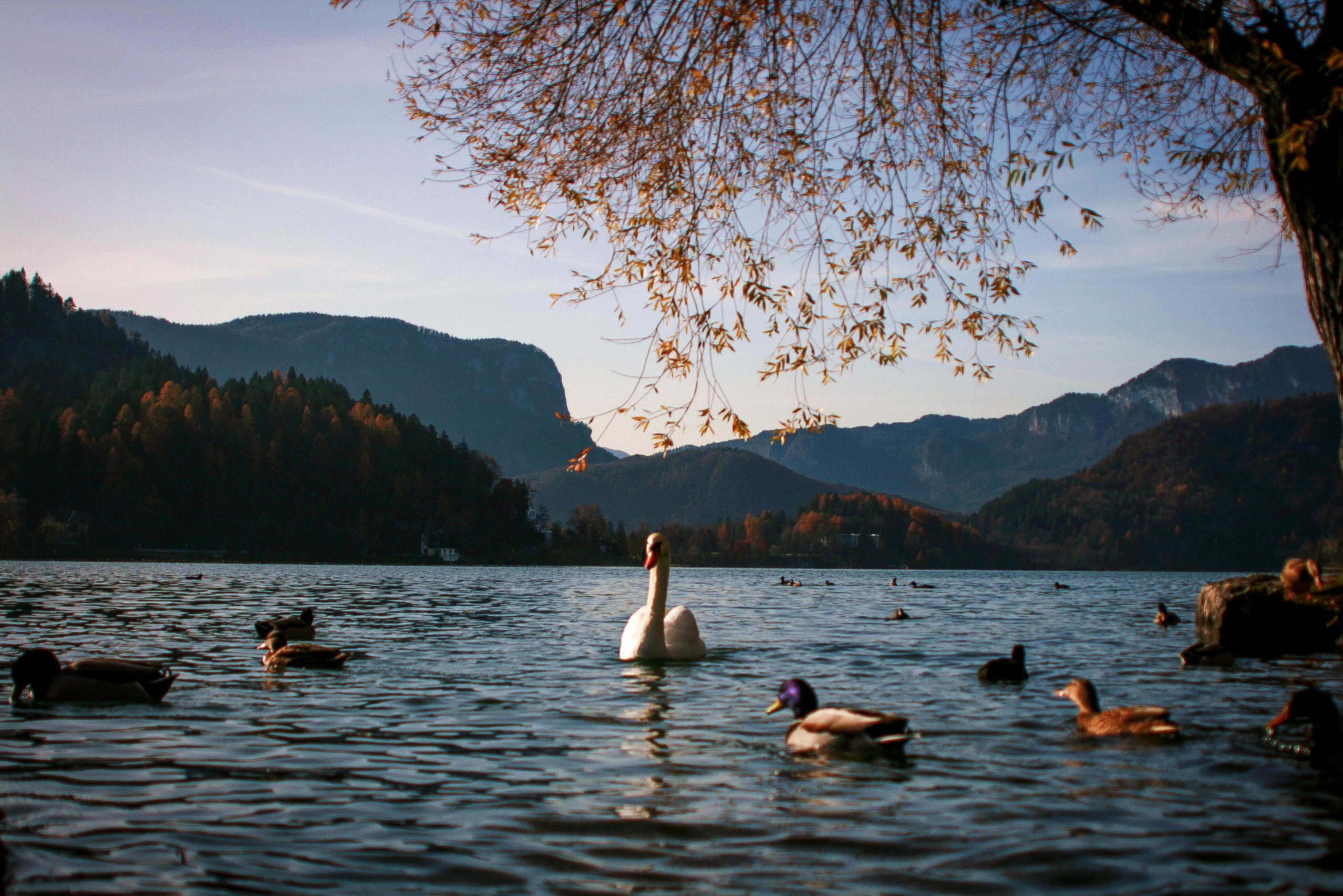 Lake Bled Loop