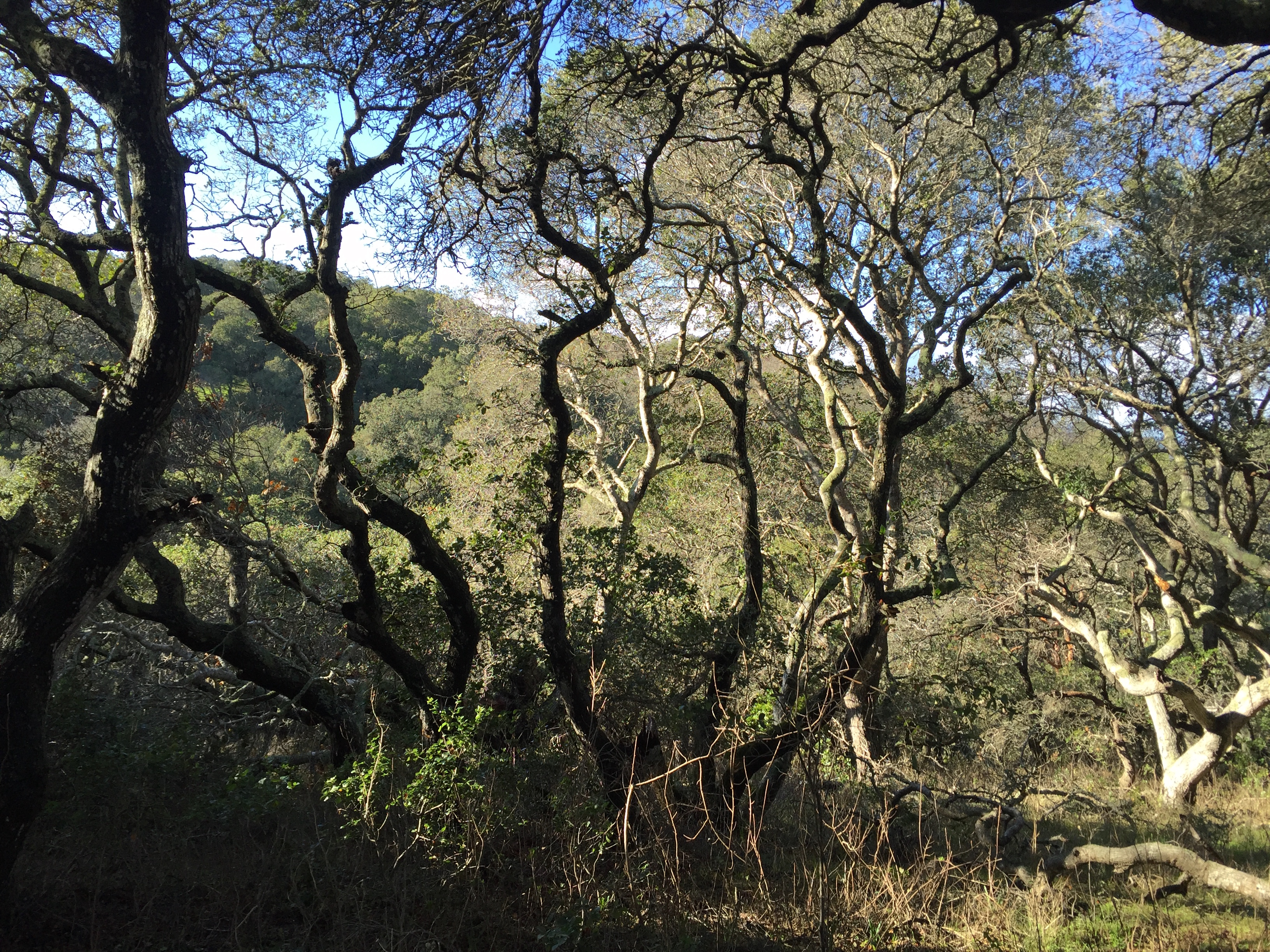 Helen Putnam Regional Park Loop