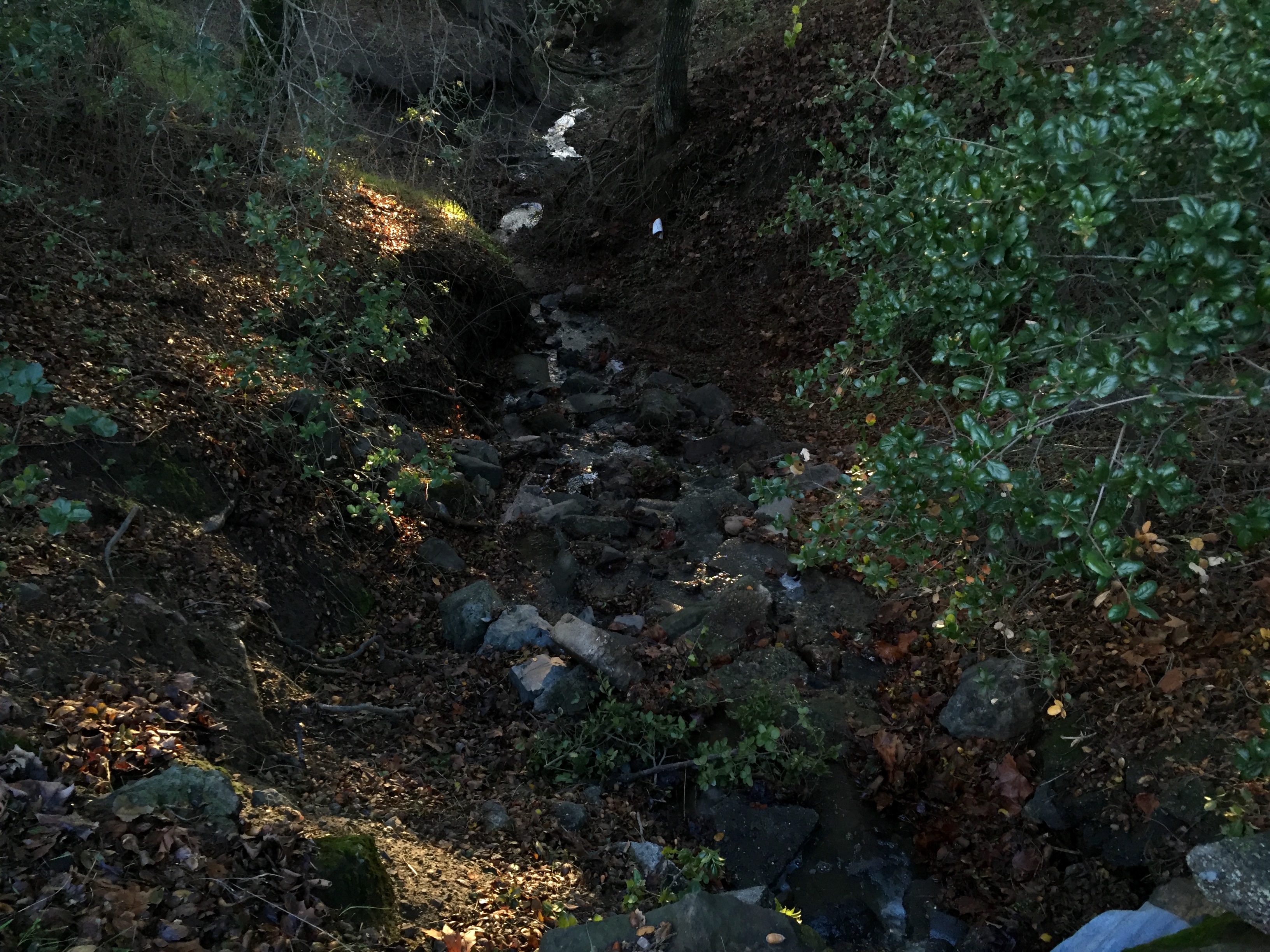 Helen Putnam Regional Park Loop