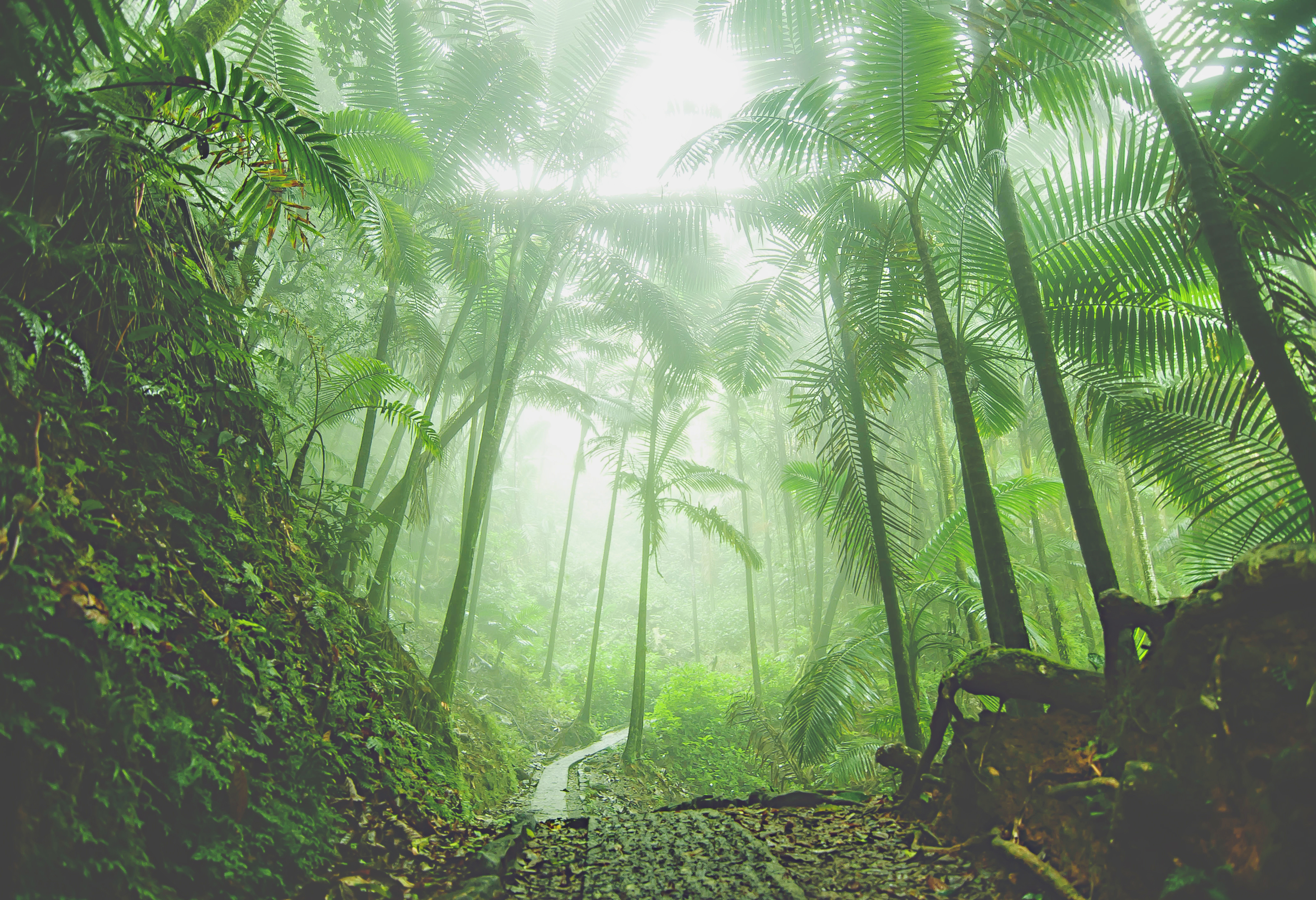 Hike Through The El Yunque Rain Forest , El Yunque Trail