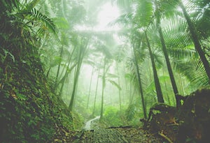 Hike Through the El Yunque Rain Forest 