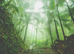 Hike Through the El Yunque Rain Forest 