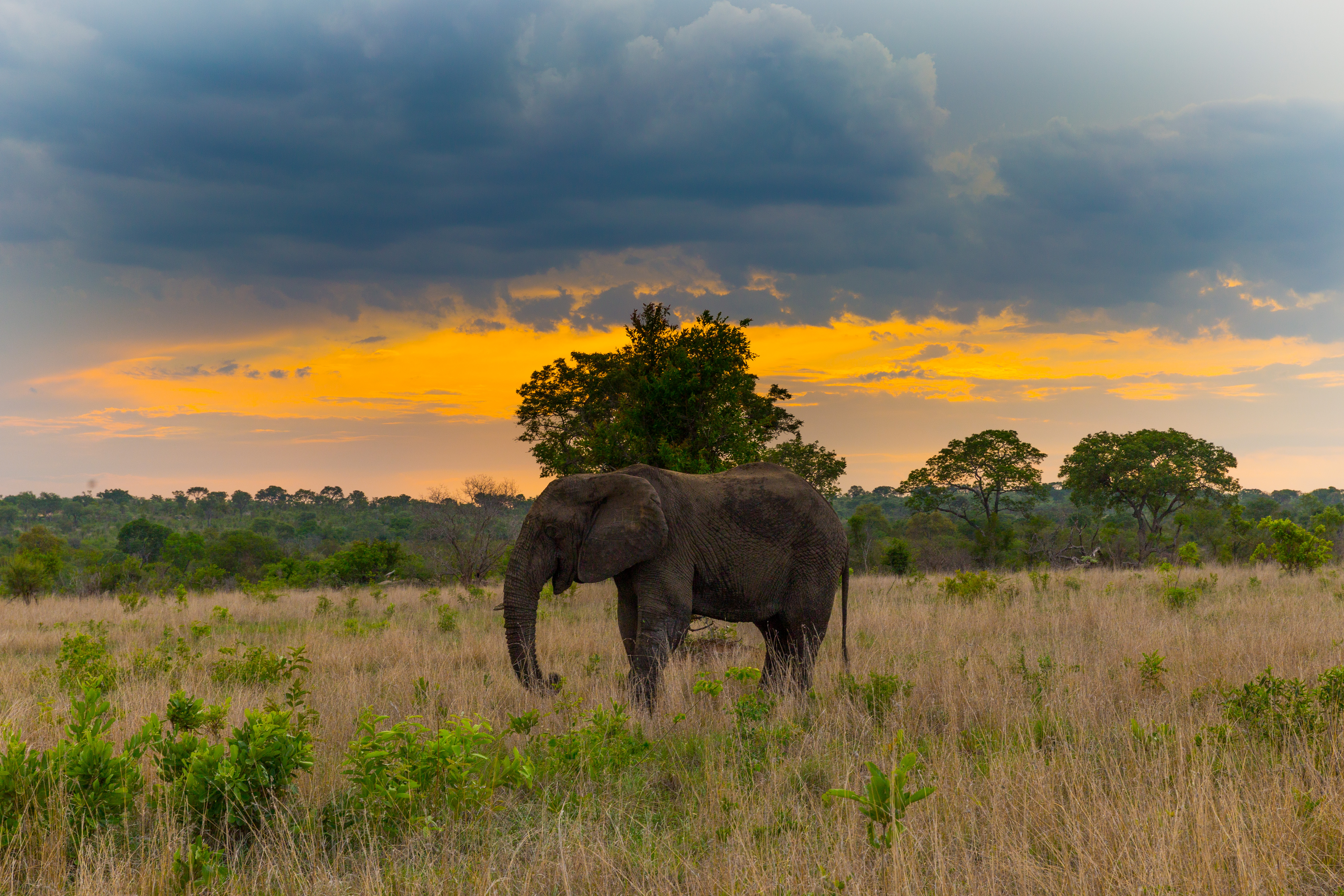 Photograph the Big 5 at the Sabi Sabi Game Reserve
