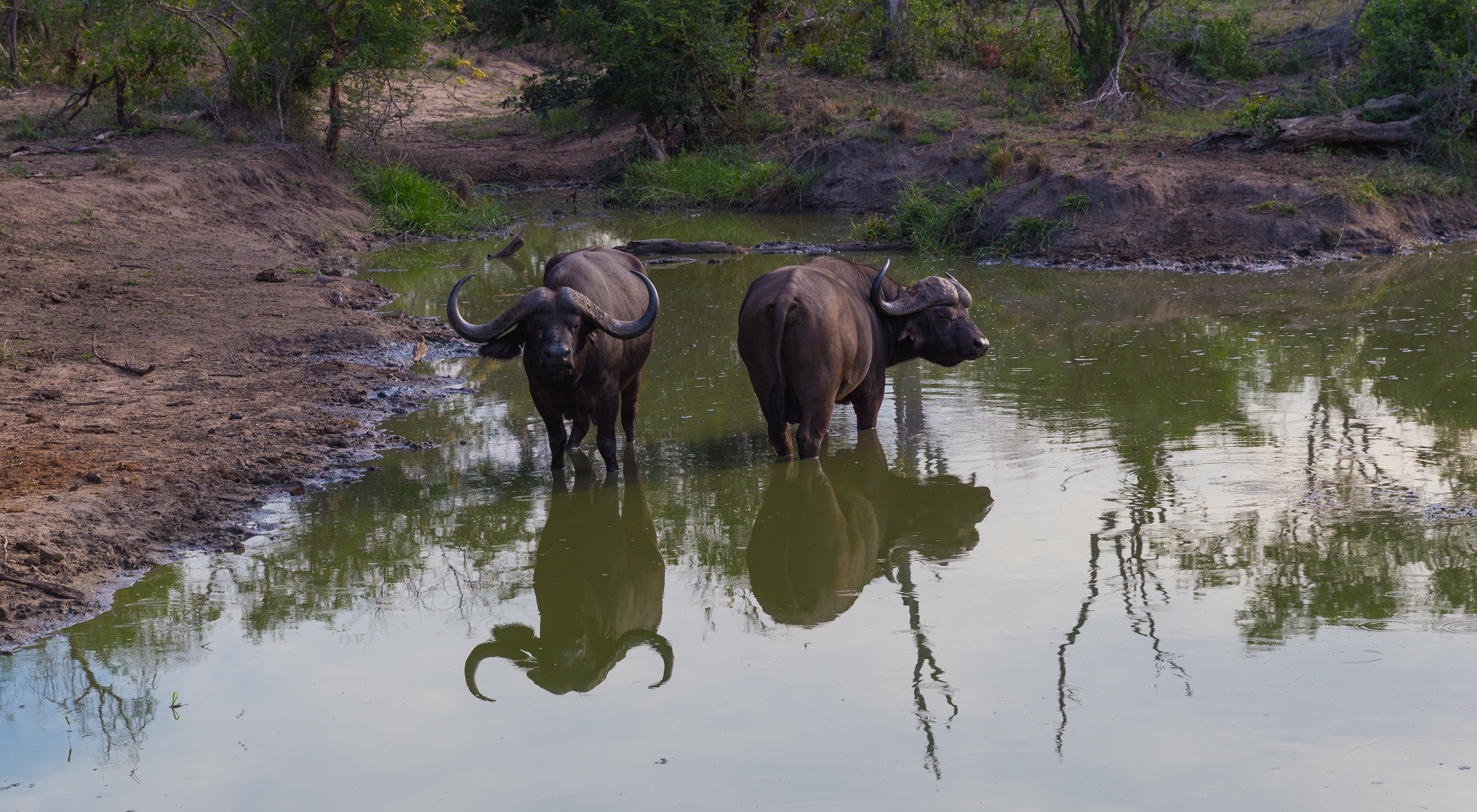 Photograph the Big 5 at the Sabi Sabi Game Reserve