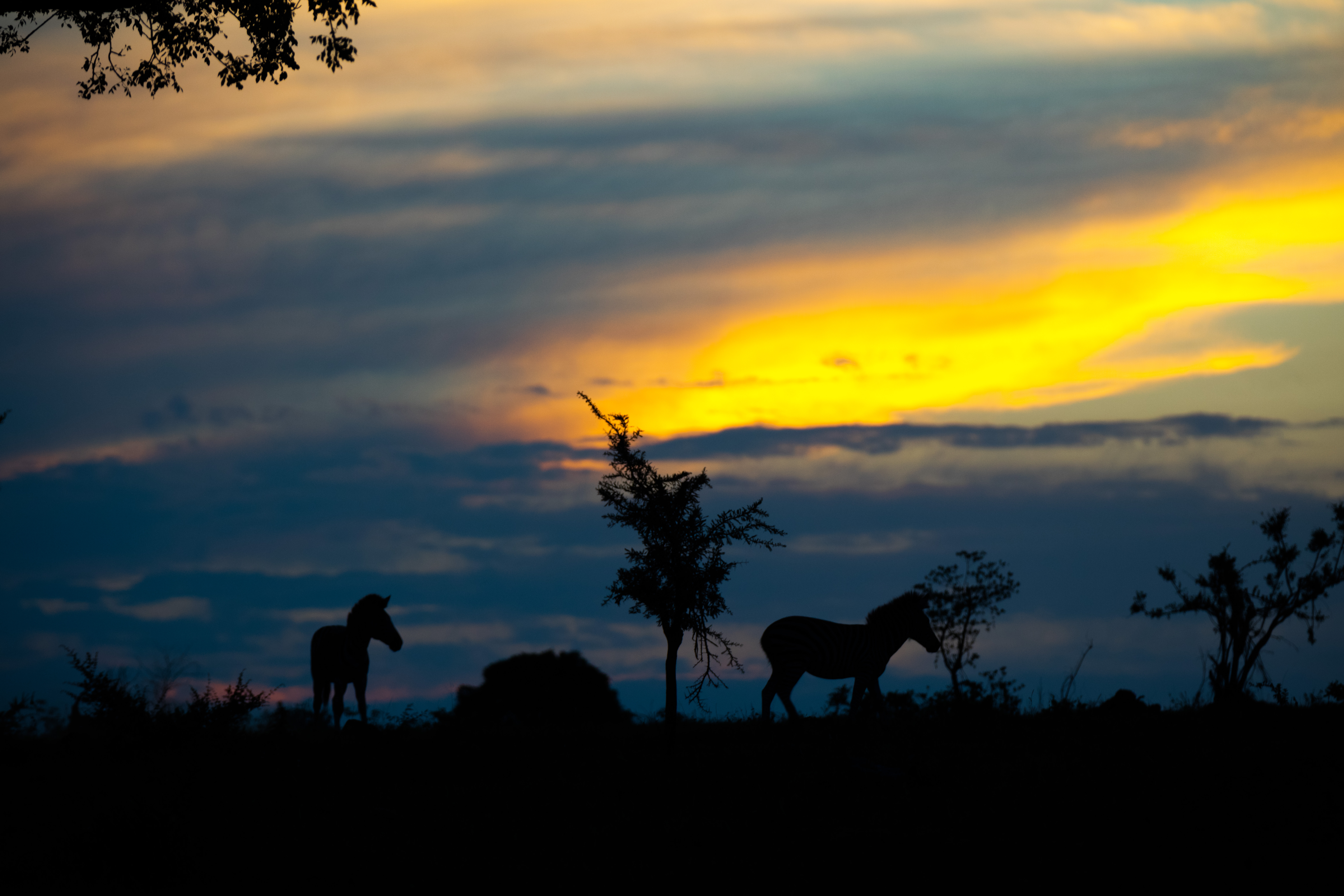 Photograph the Big 5 at the Sabi Sabi Game Reserve