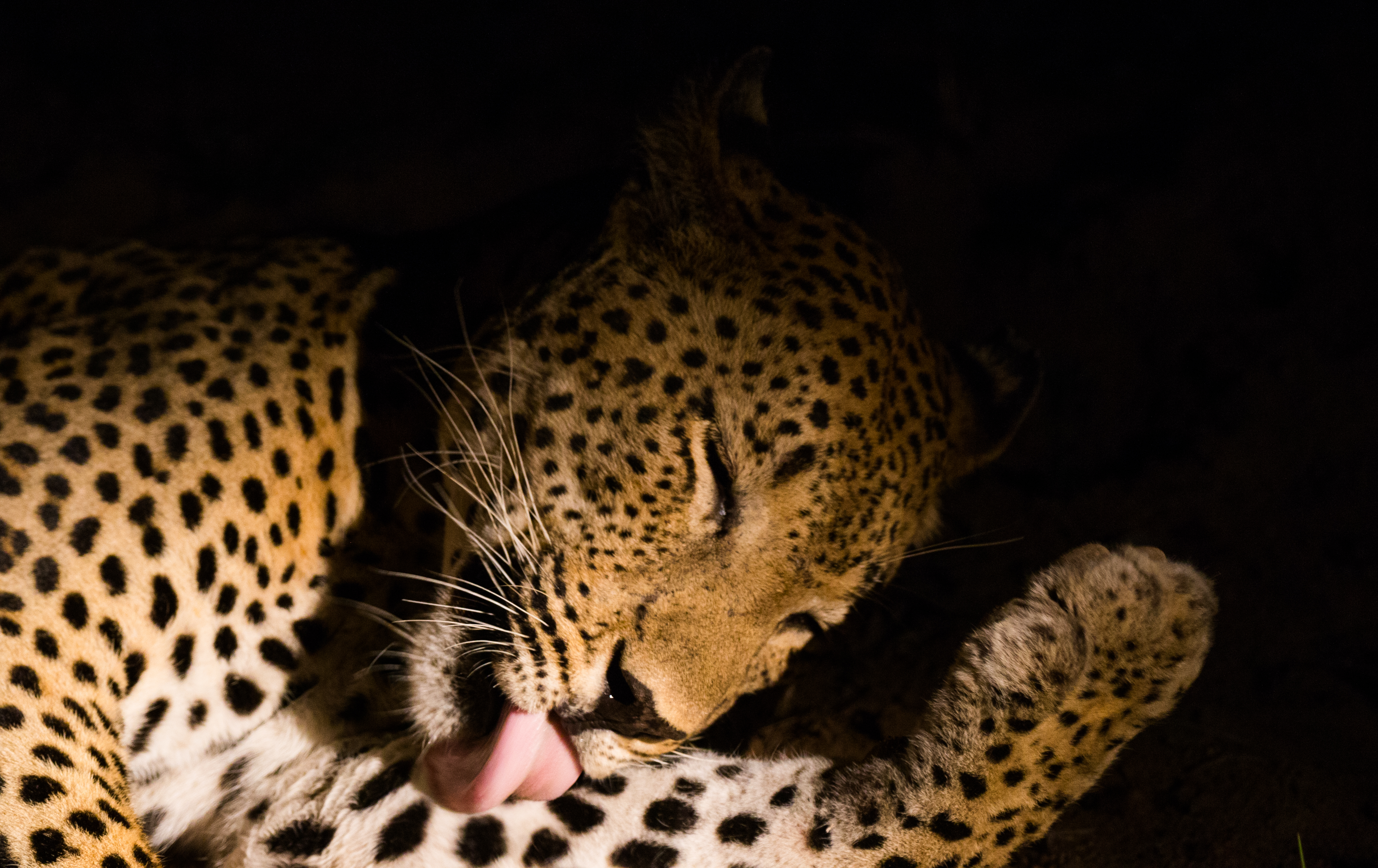Photograph the Big 5 at the Sabi Sabi Game Reserve
