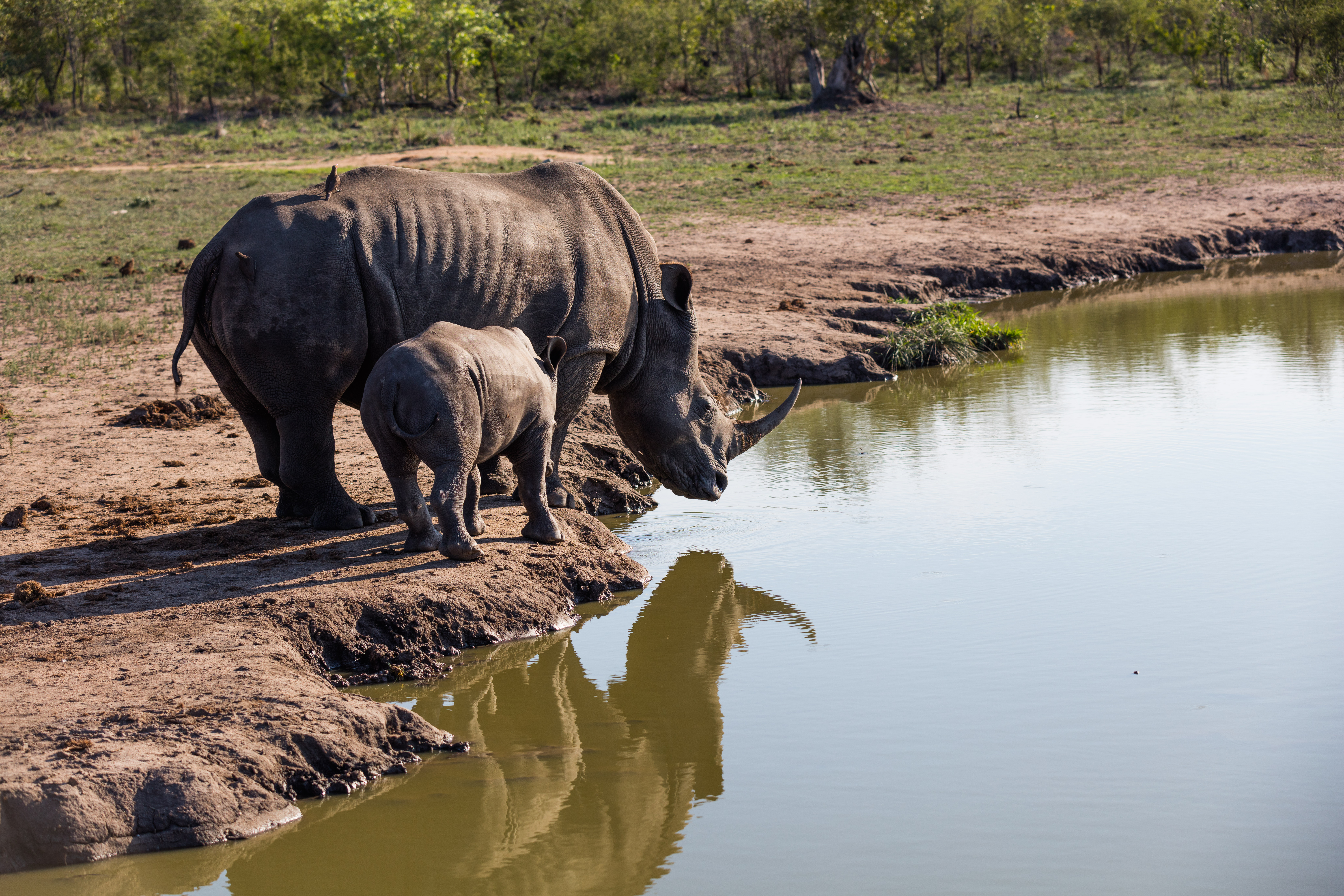 Photograph the Big 5 at the Sabi Sabi Game Reserve
