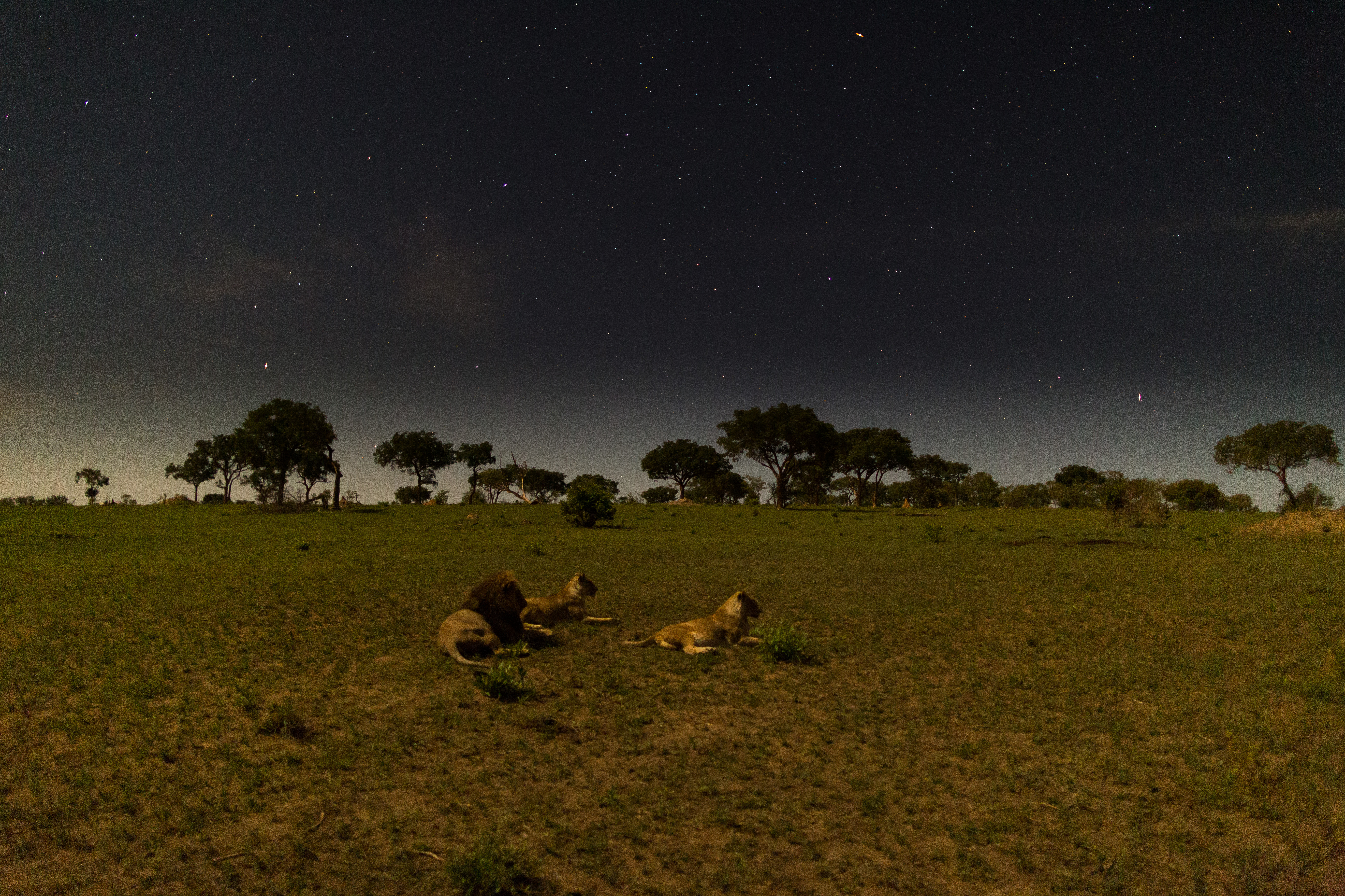 Photograph the Big 5 at the Sabi Sabi Game Reserve