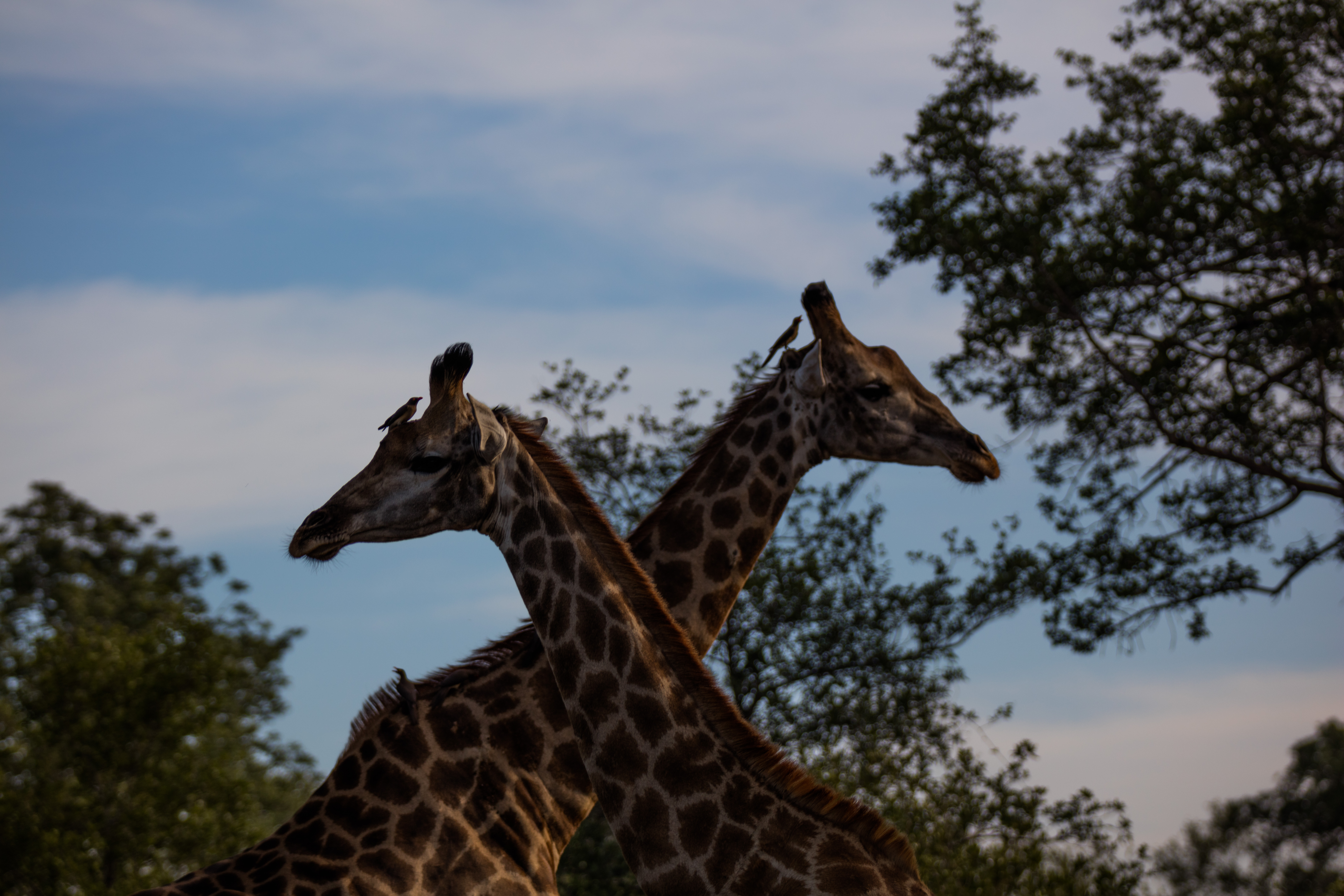 Photograph the Big 5 at the Sabi Sabi Game Reserve