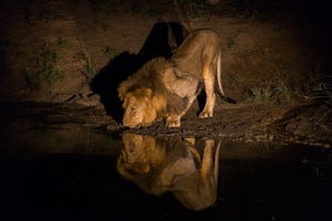 Photograph the Big 5 at the Sabi Sabi Game Reserve